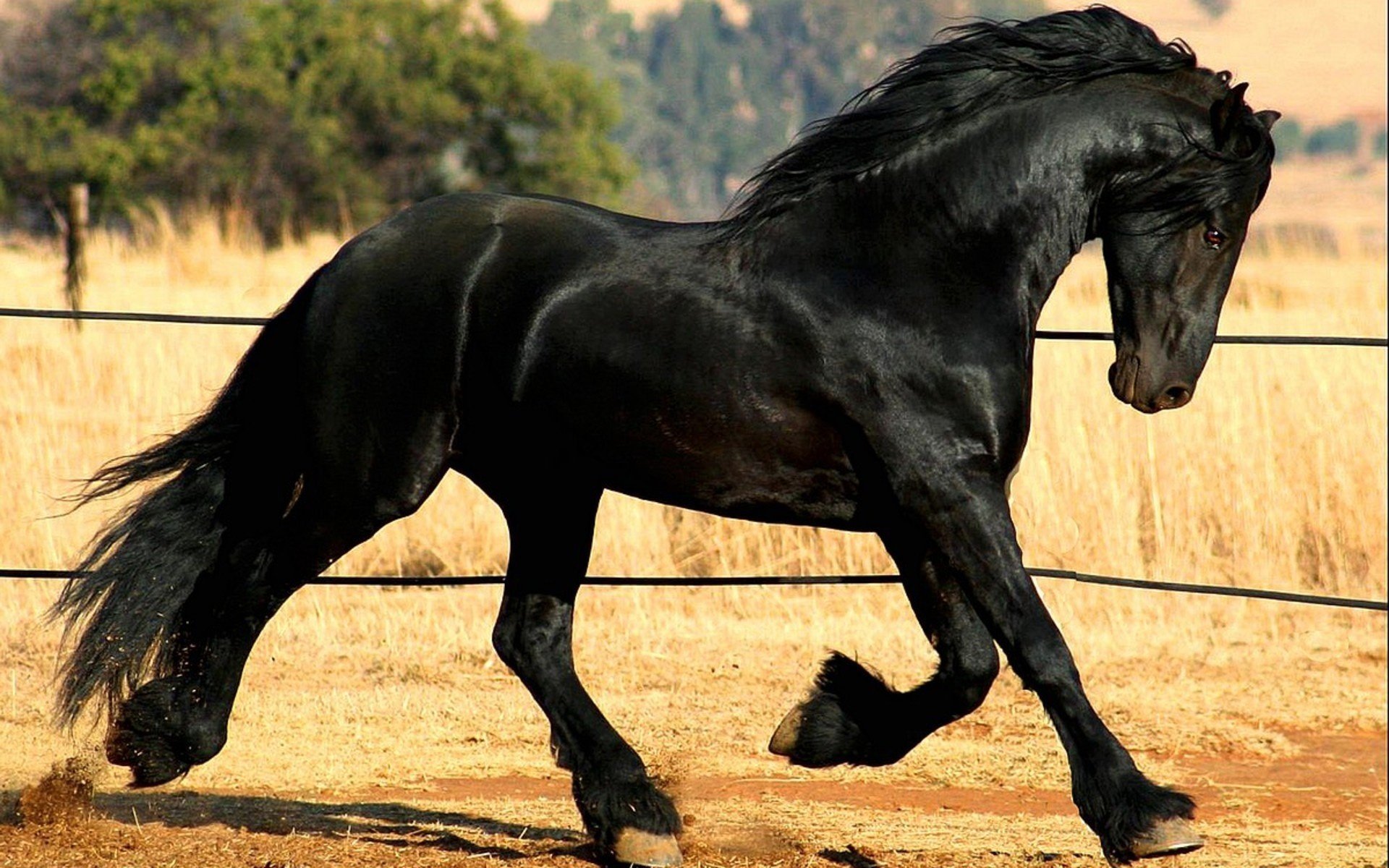 Horse black mane running power frieze