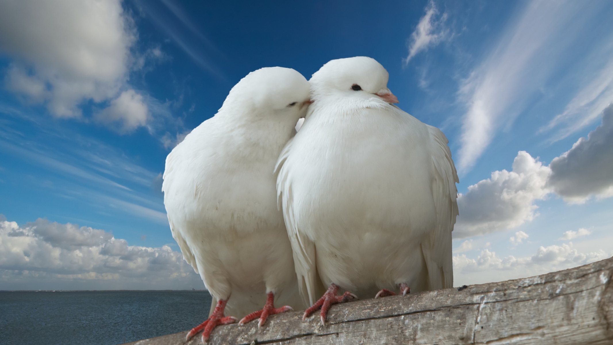 Doves white clouds kiss couple tenderness