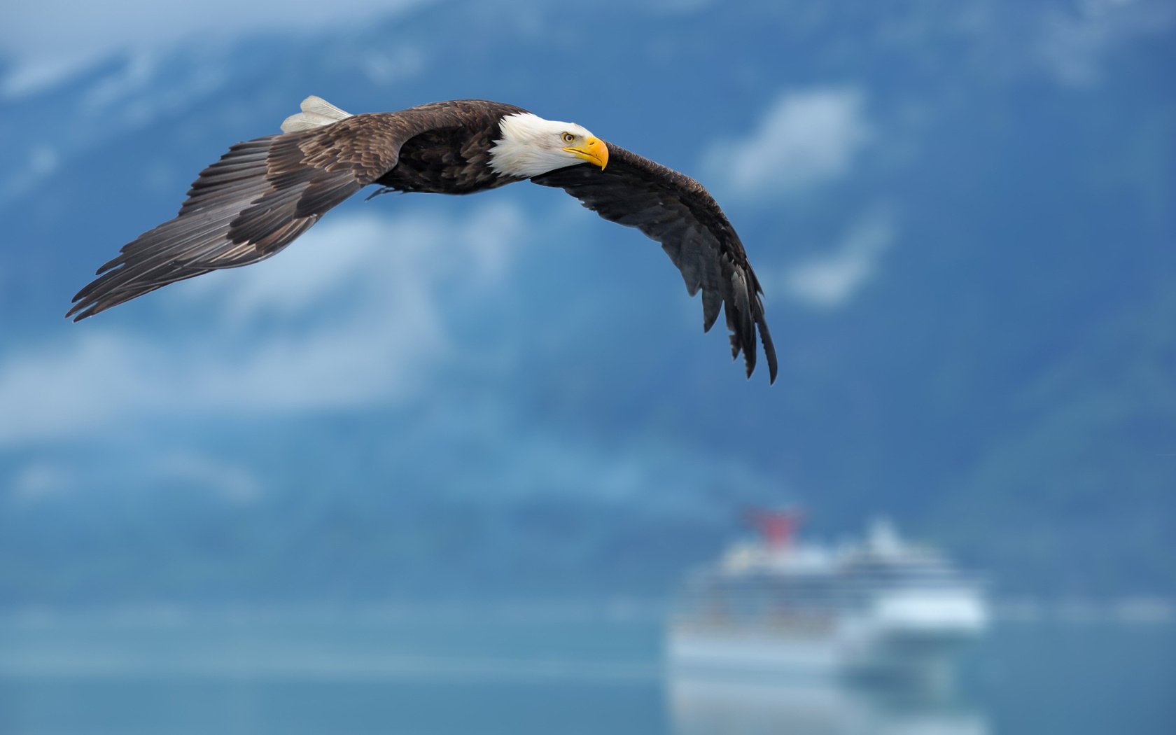 The eagle soars above the sea. A huge ship