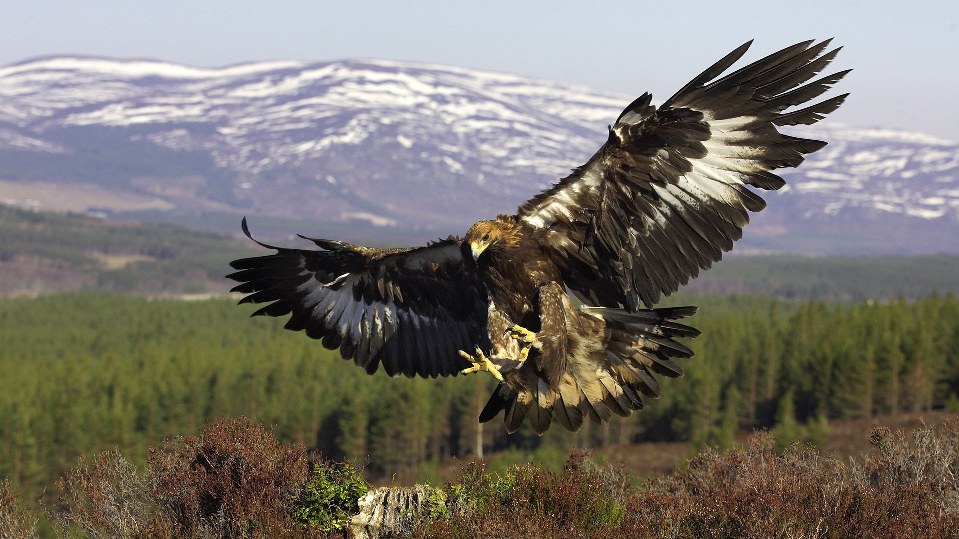 Golden eagle in flight in the mountains
