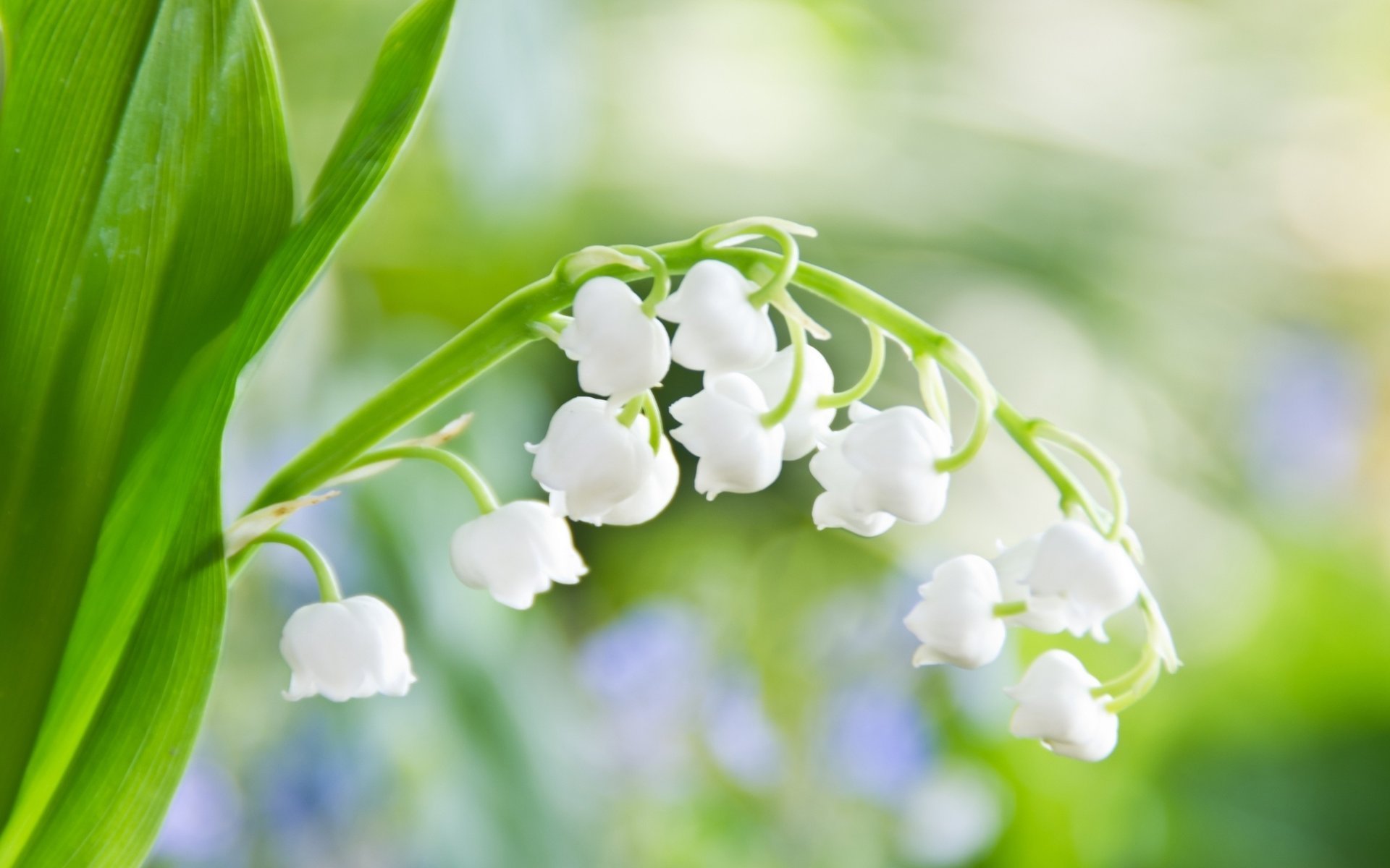 Delicate blooming summer lilies of the valley