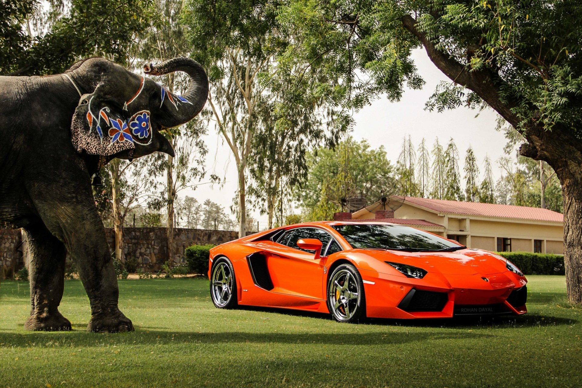 lamborghini aventador lp700-4 orange view reflection elephant tree fencing building