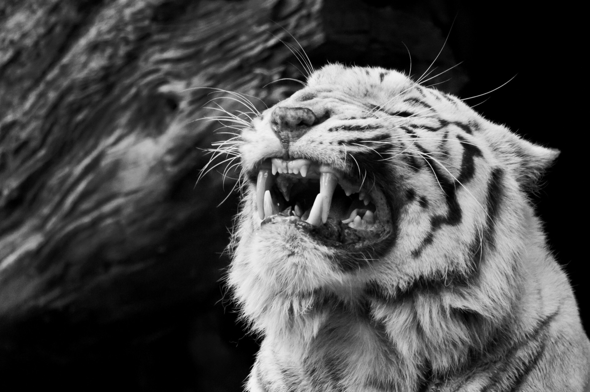 teeth fury tiger black and white fangs anger animals