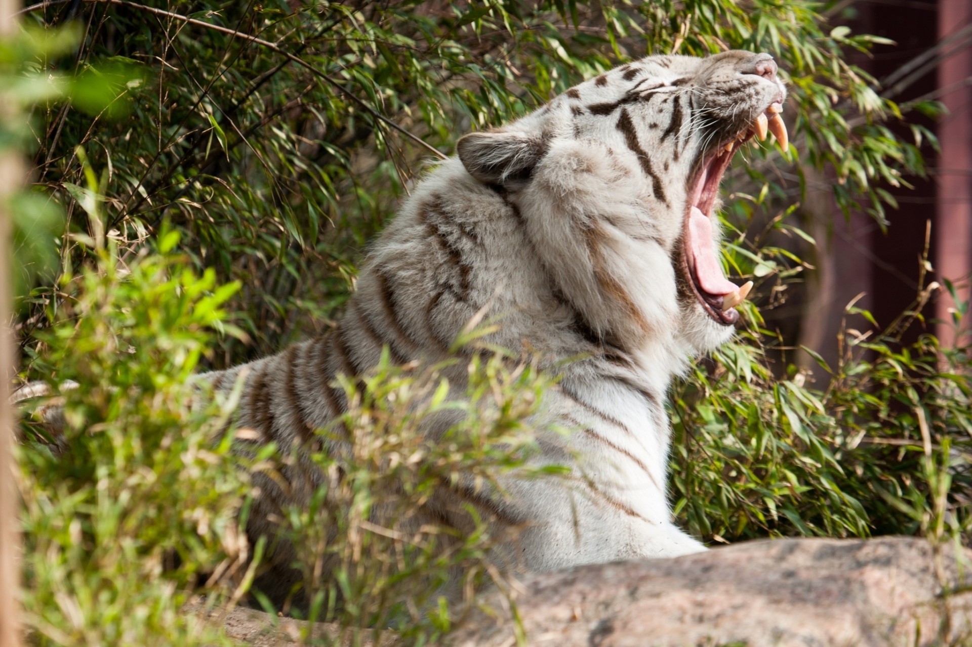 tiger section mouth fangs wild cat yawns