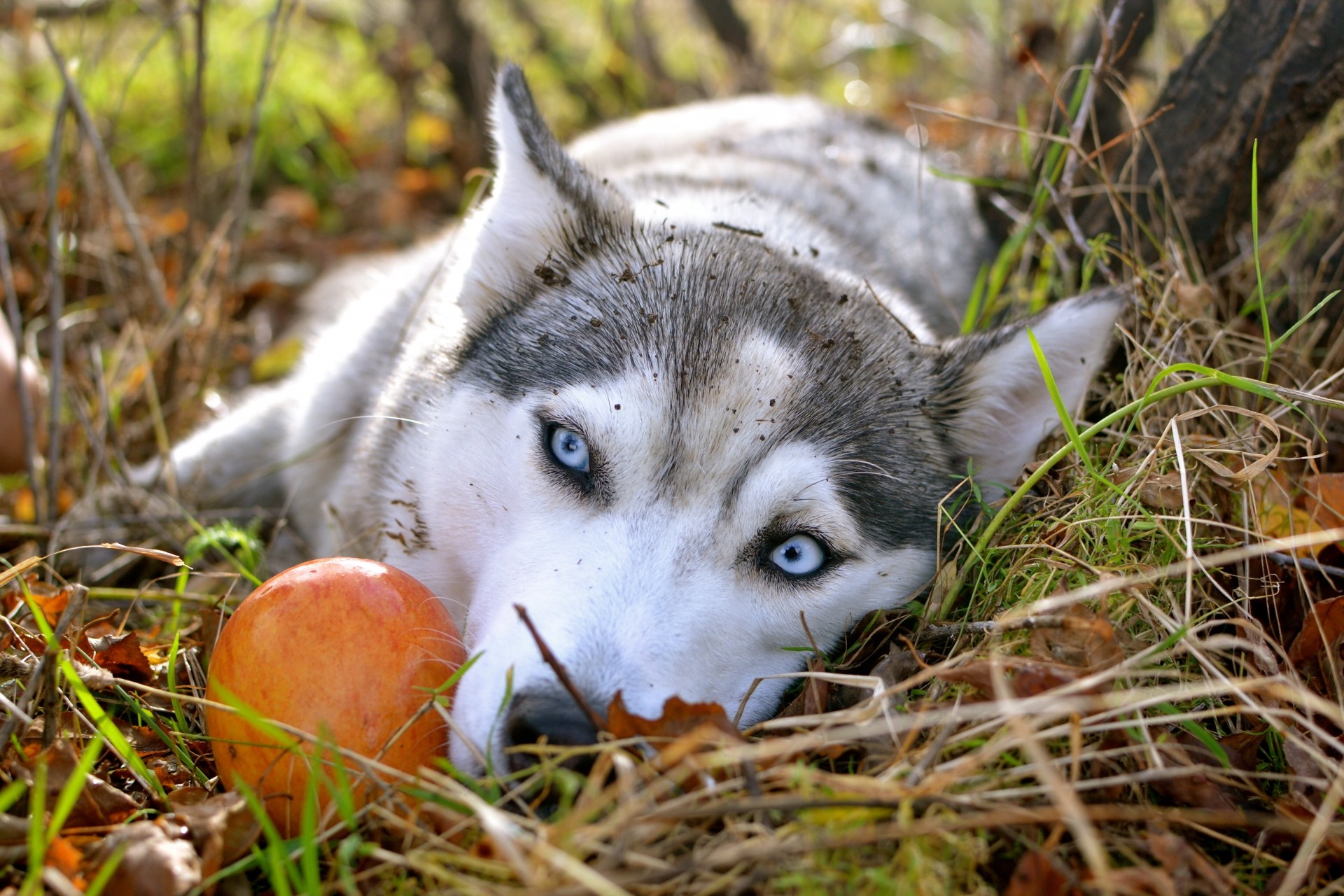 autumn apple siberian husky wallpaper sad eyes