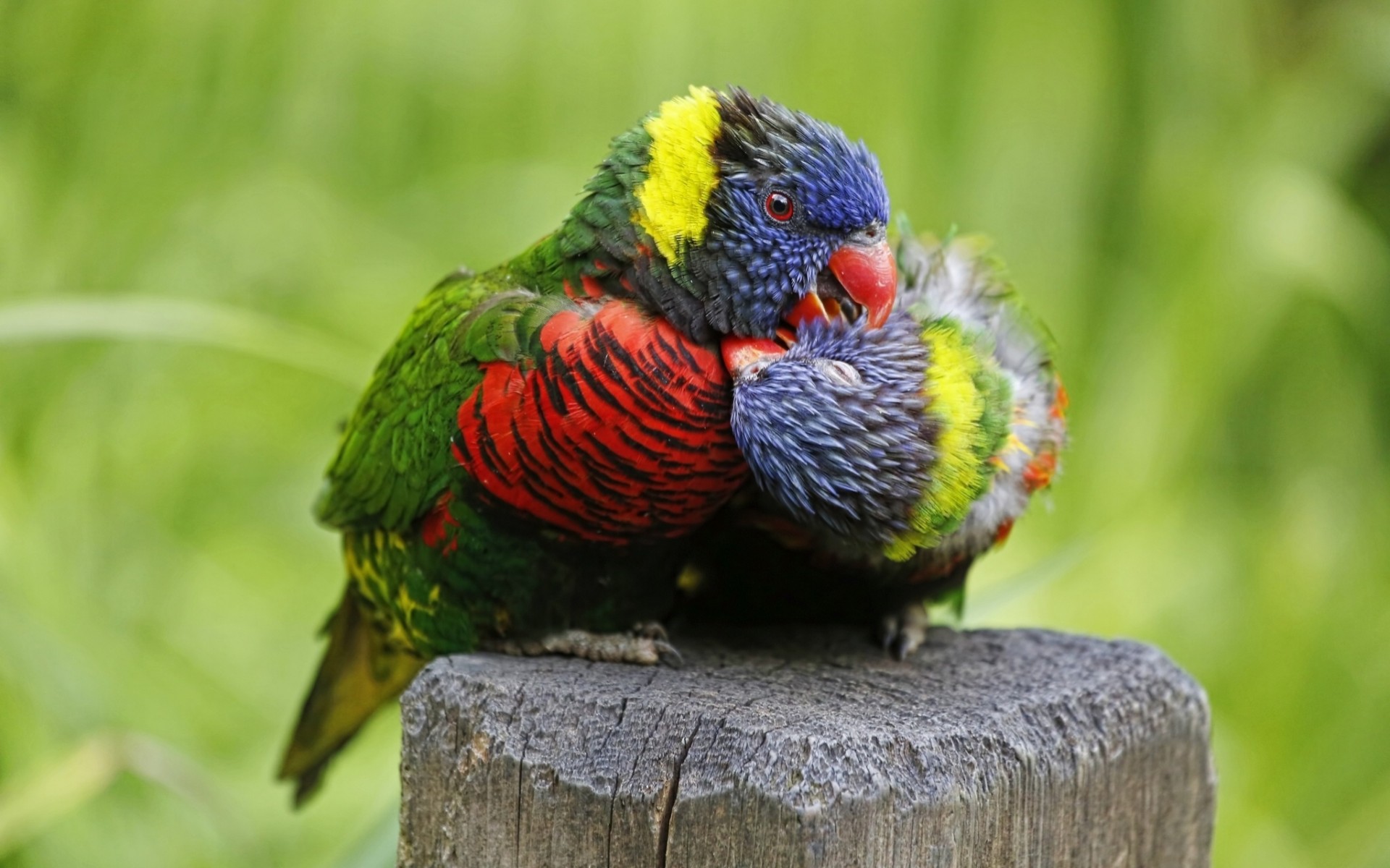 rainbow lorikeet love birds couple parrots