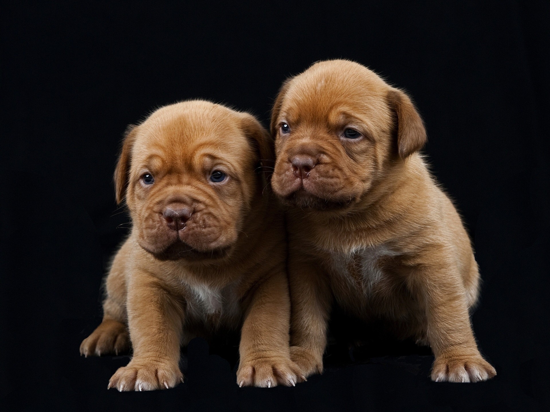 dogs dogue de bordeaux black background puppies