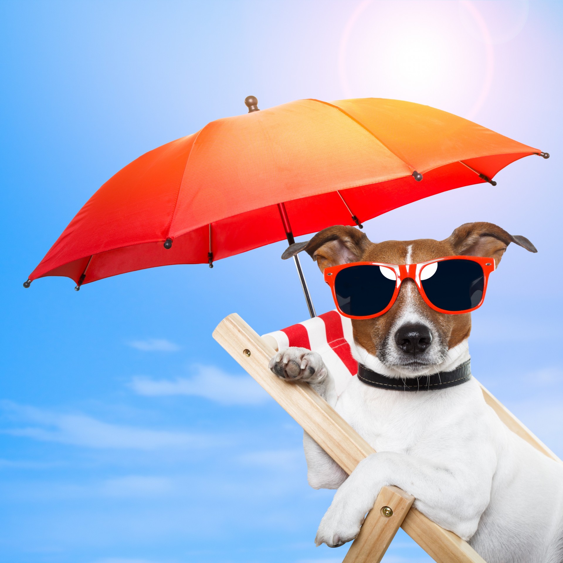 chair nature dog sunglasses sports umbrellas umbrella