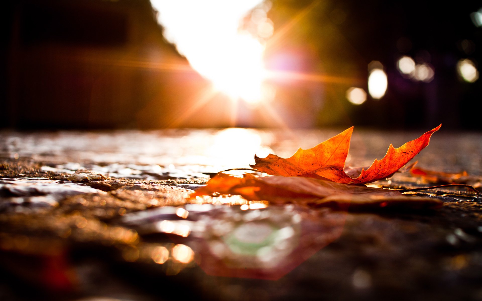 A fallen leaf lies on the road in a macro shot