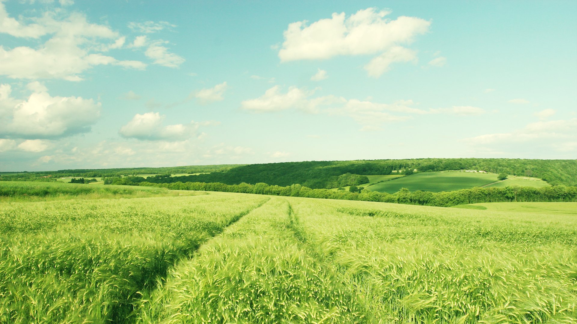 summer the field grass ears the rustling wind village clouds morning day heat sun tree forest sports