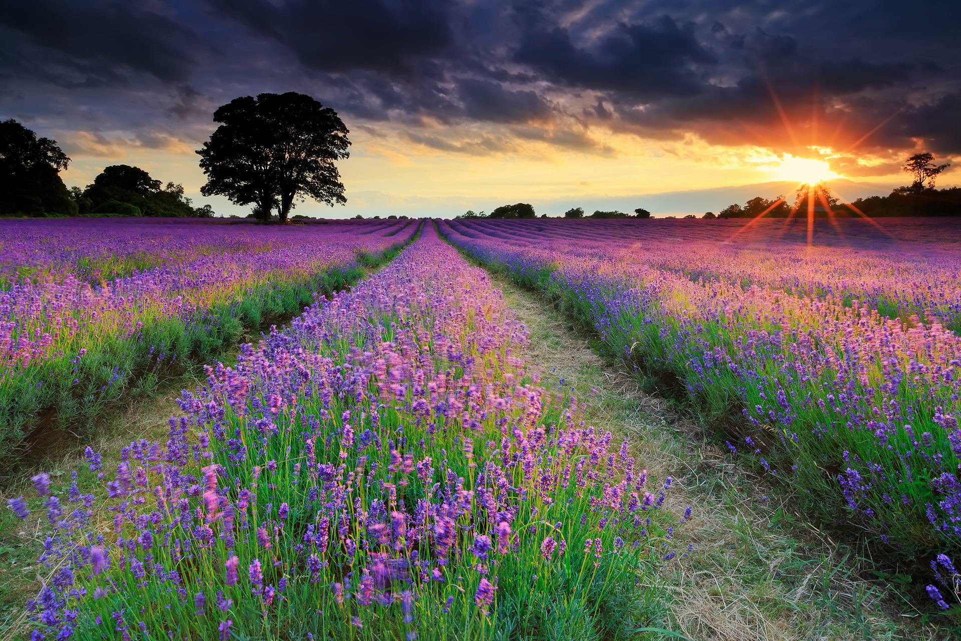 united kingdom summer night sun rays the field lavender