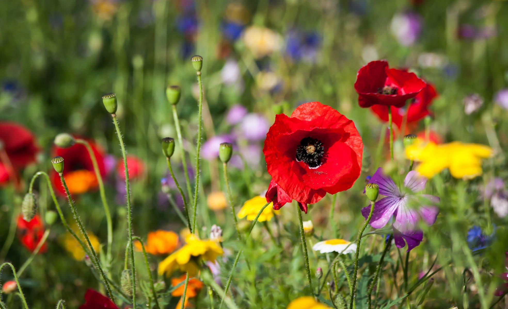 meadow the field flower poppies petals grass