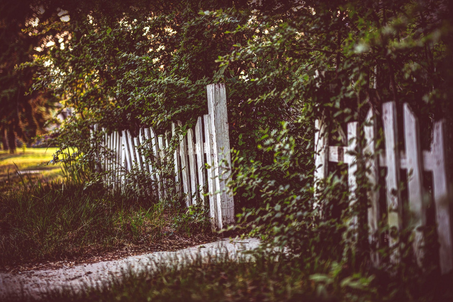 fence tree grass processing