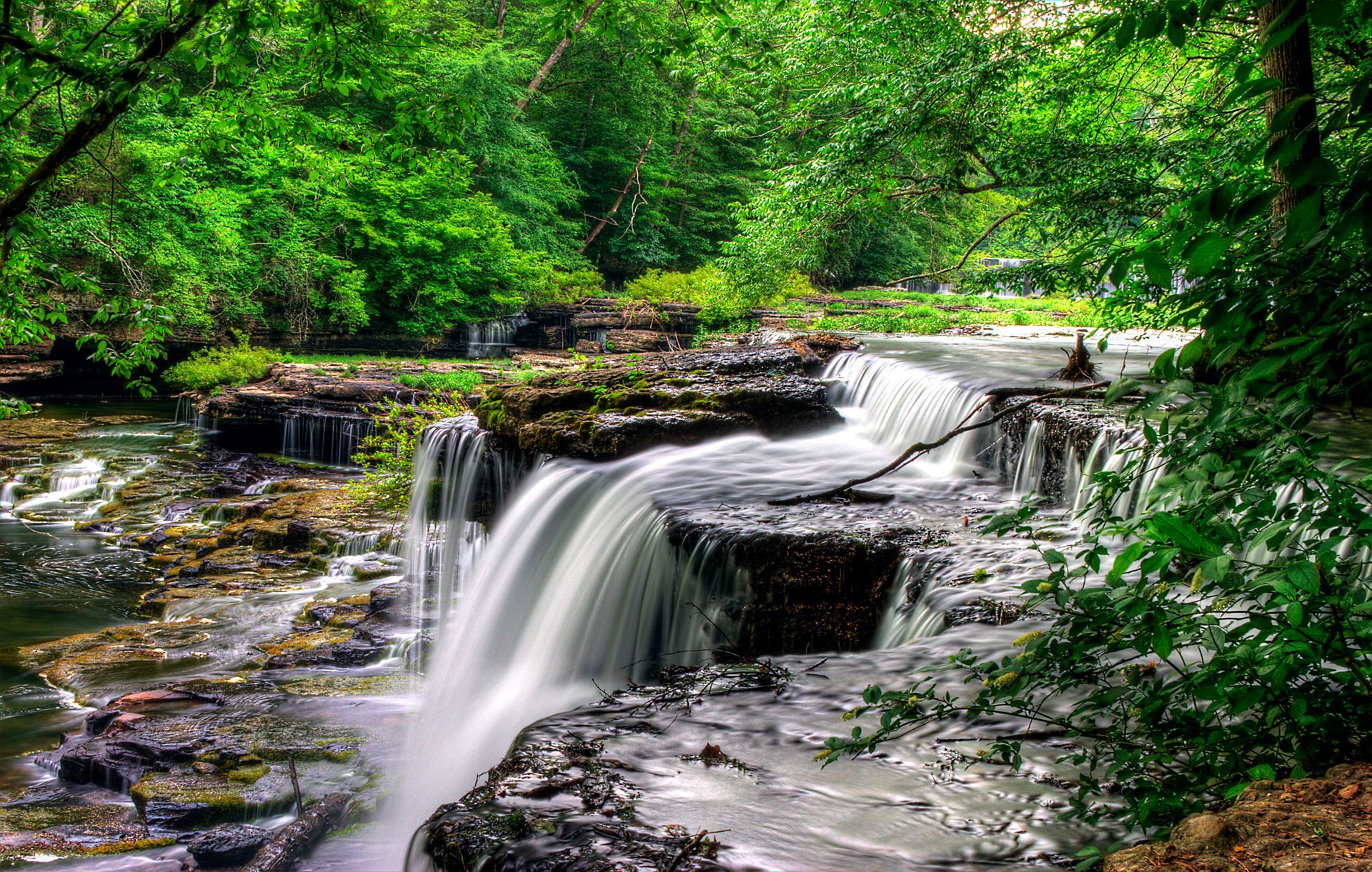 forest tree river rapids feed stones rock