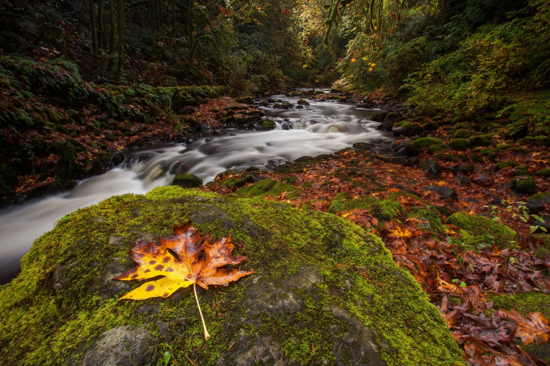 autumn forest river feed stone moss sheet