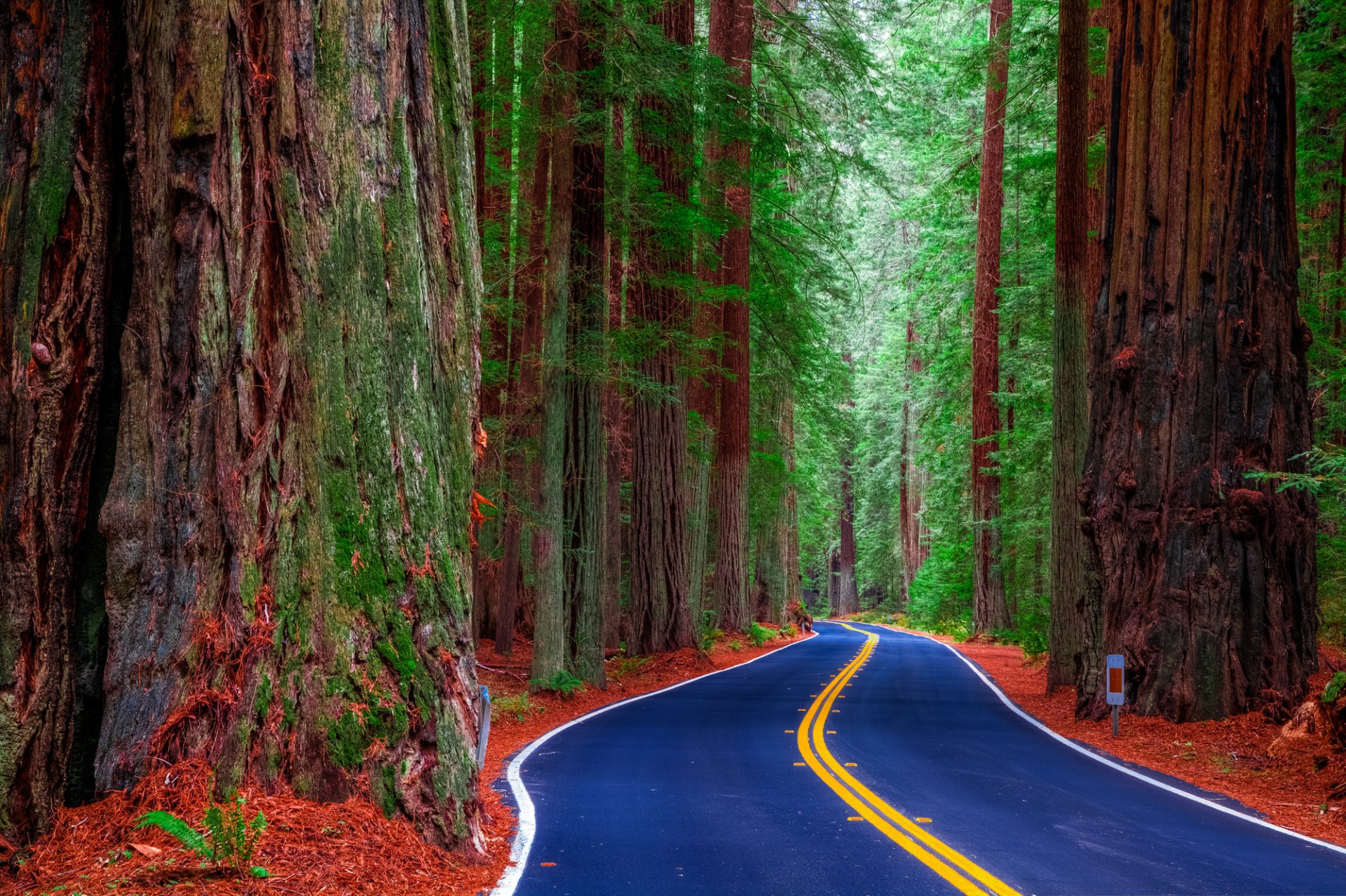 redwood state park california united states road forest tree