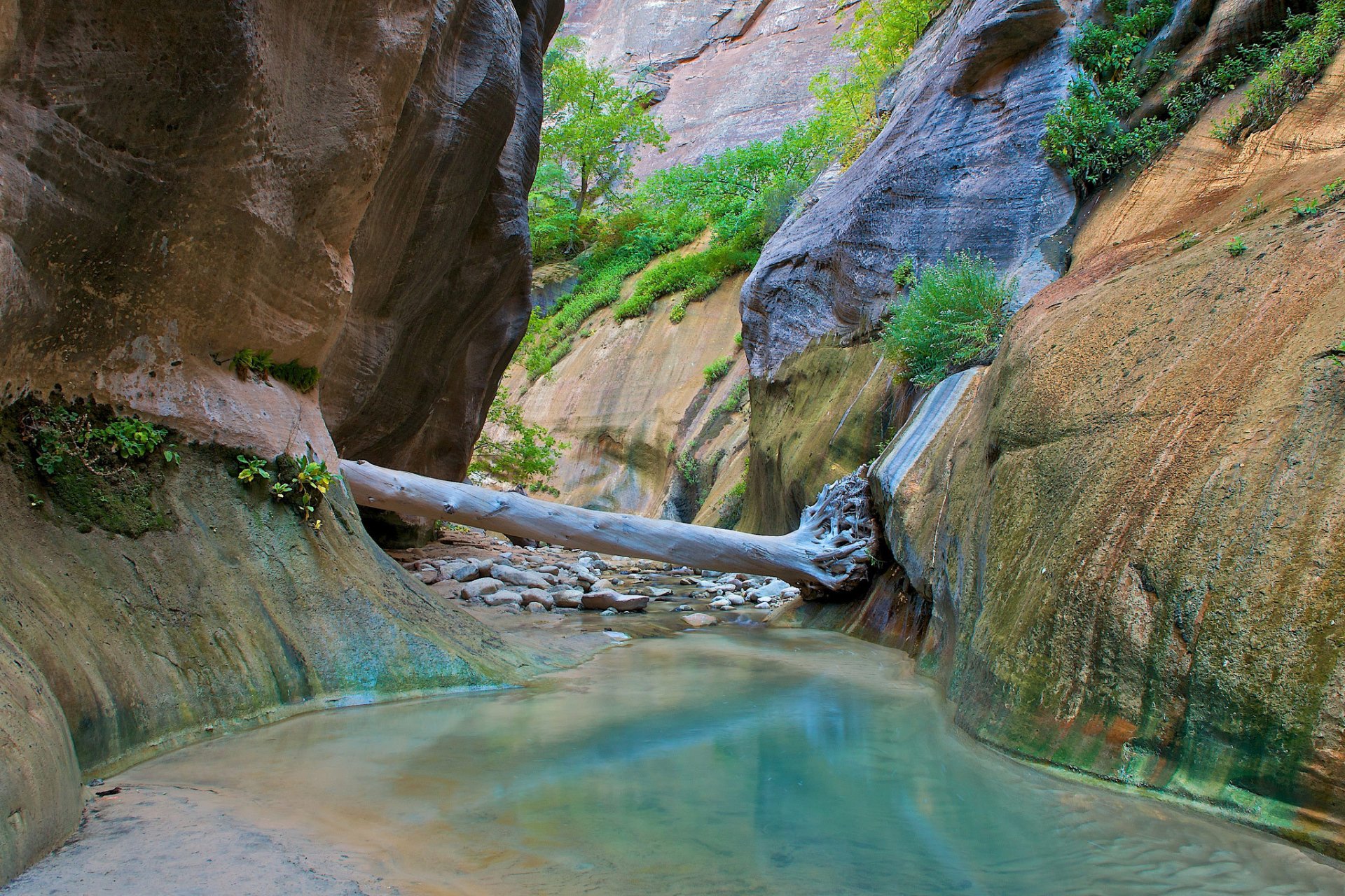 zion national park utah river creek valley rock stones tree