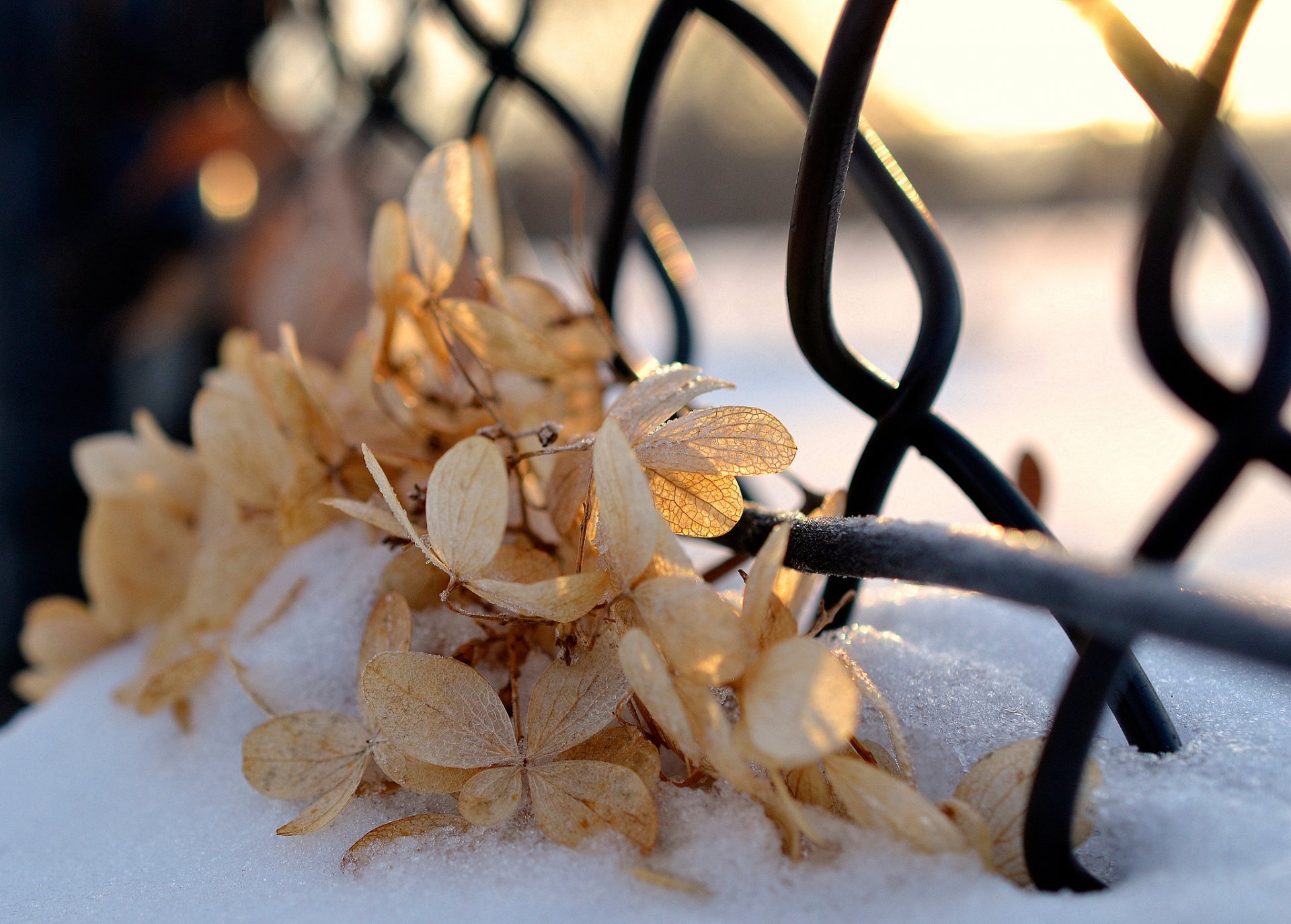 snow dry leaves sunlight winter