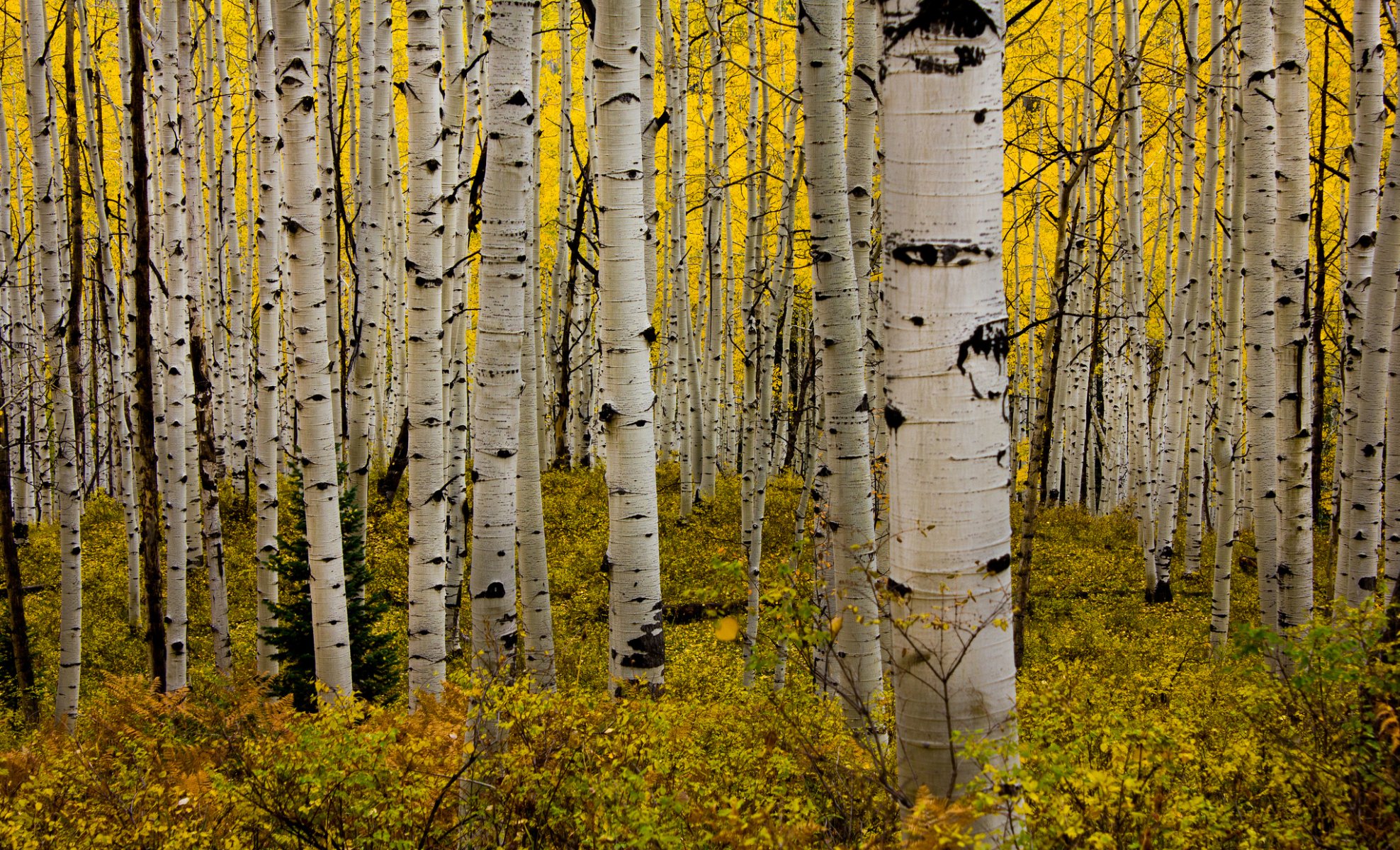 aspen colorado united states forest leaves autumn bush grove