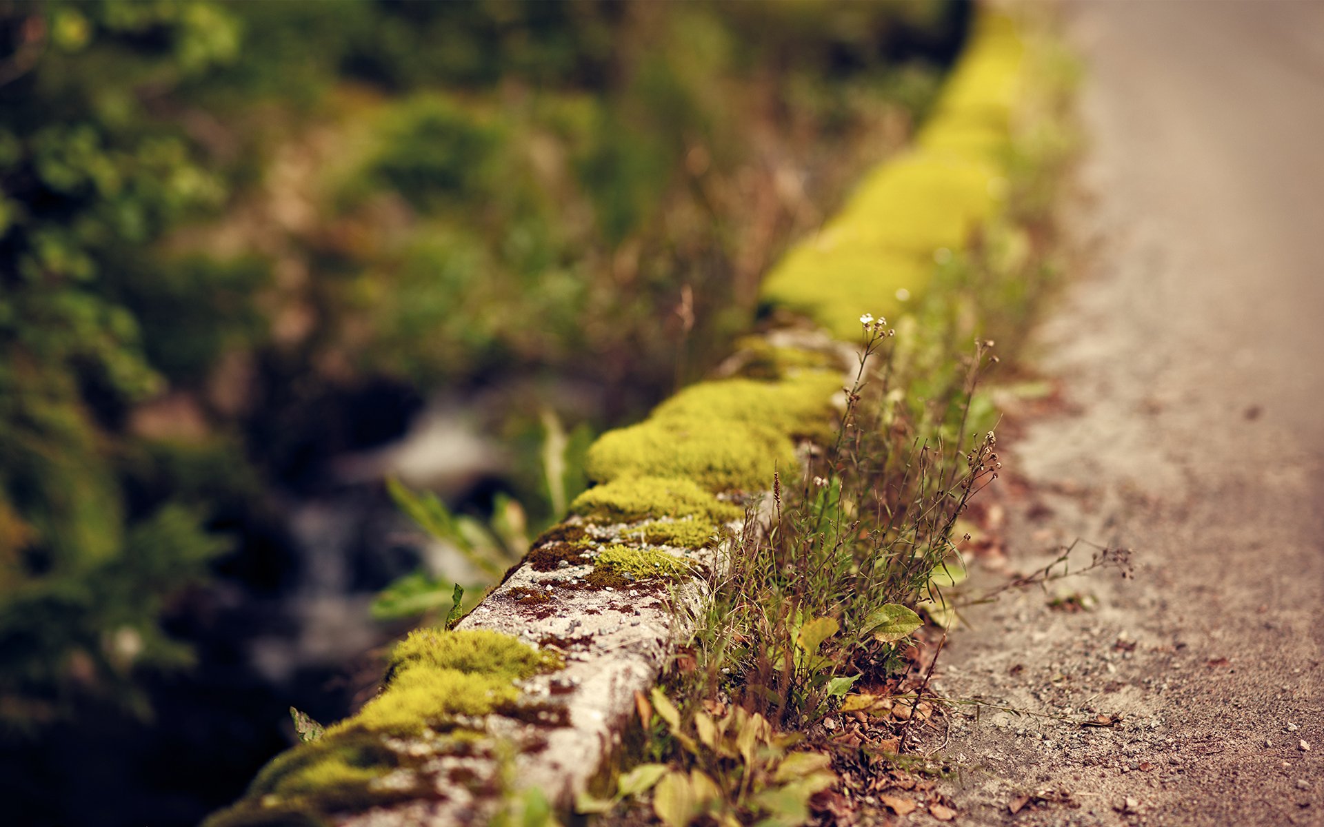 focus road shoulder bardyur moss green flower