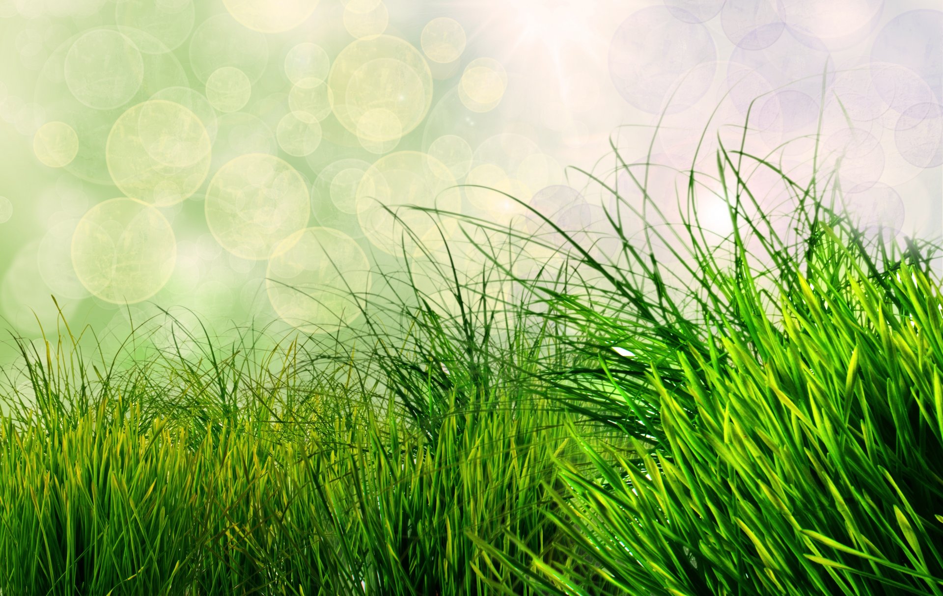 nature grass bokeh green