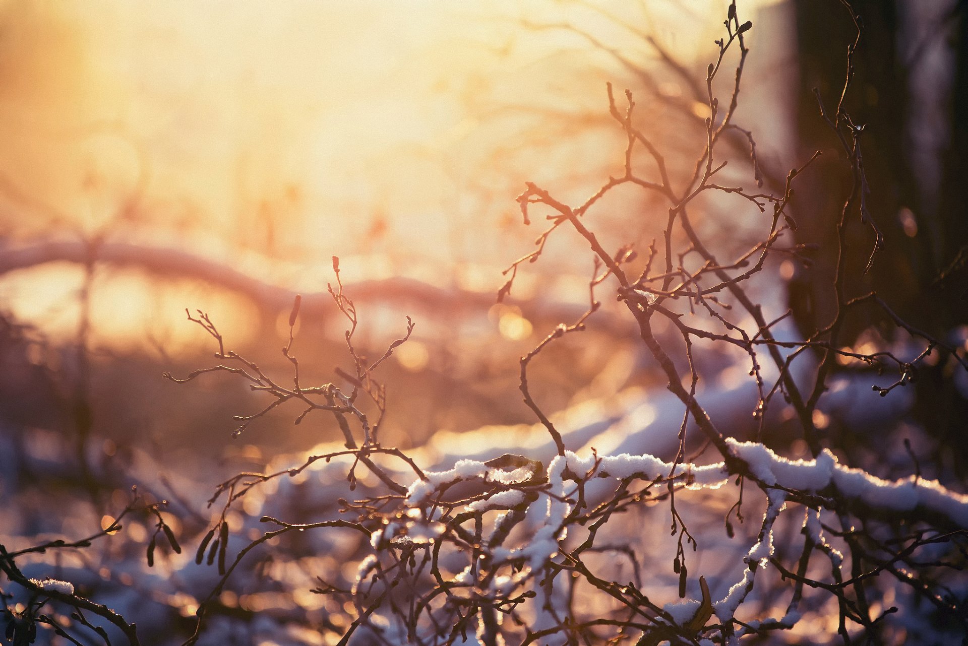 nature winter branches snow light heat bokeh