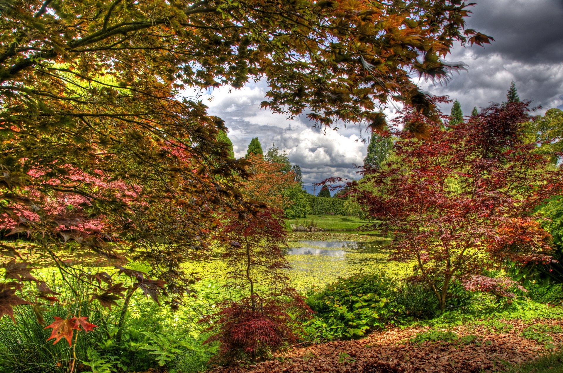vandusen botanical garden vancouver canada supplies pond tree bush leaves autumn