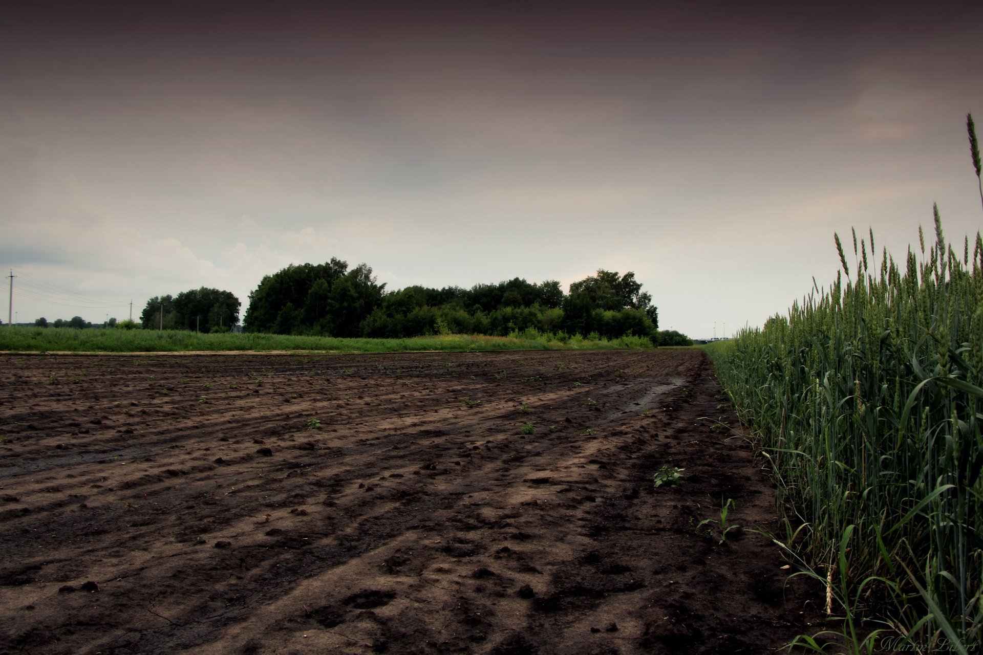 the field and oats grass night rain zalesok .