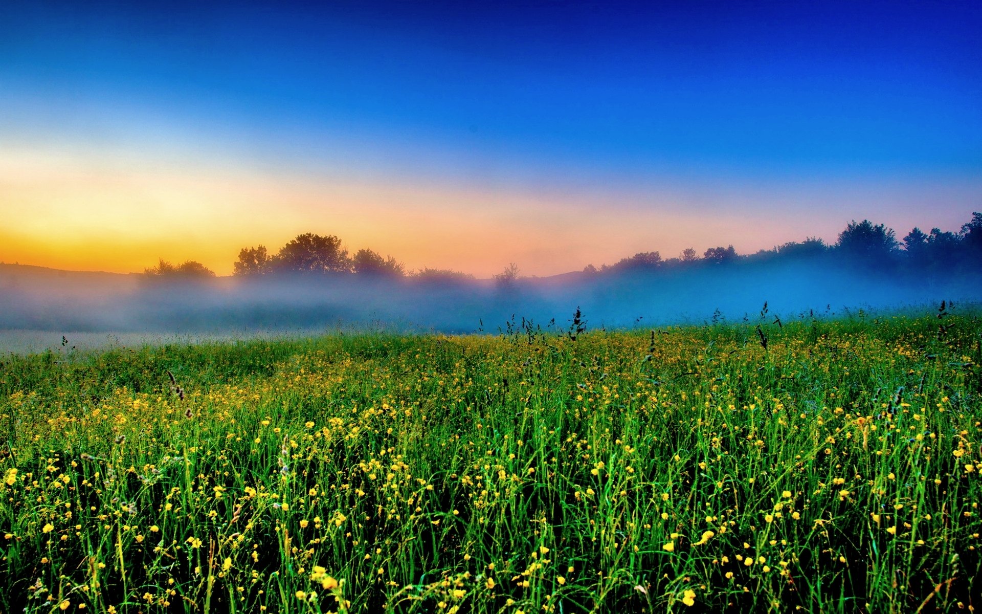 morning the field flower fog
