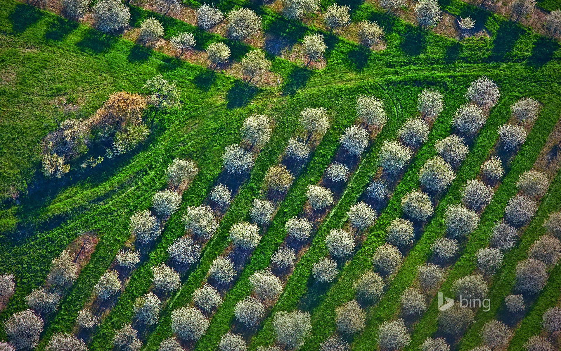 mason county michigan united states cherry orchard tree spring grass panorama