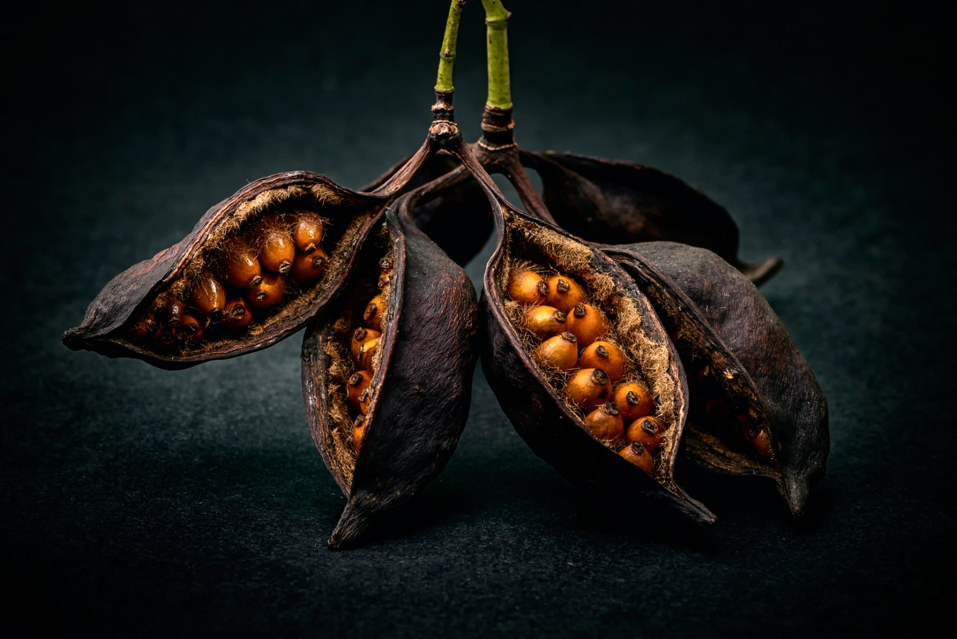 fruit seeds close up