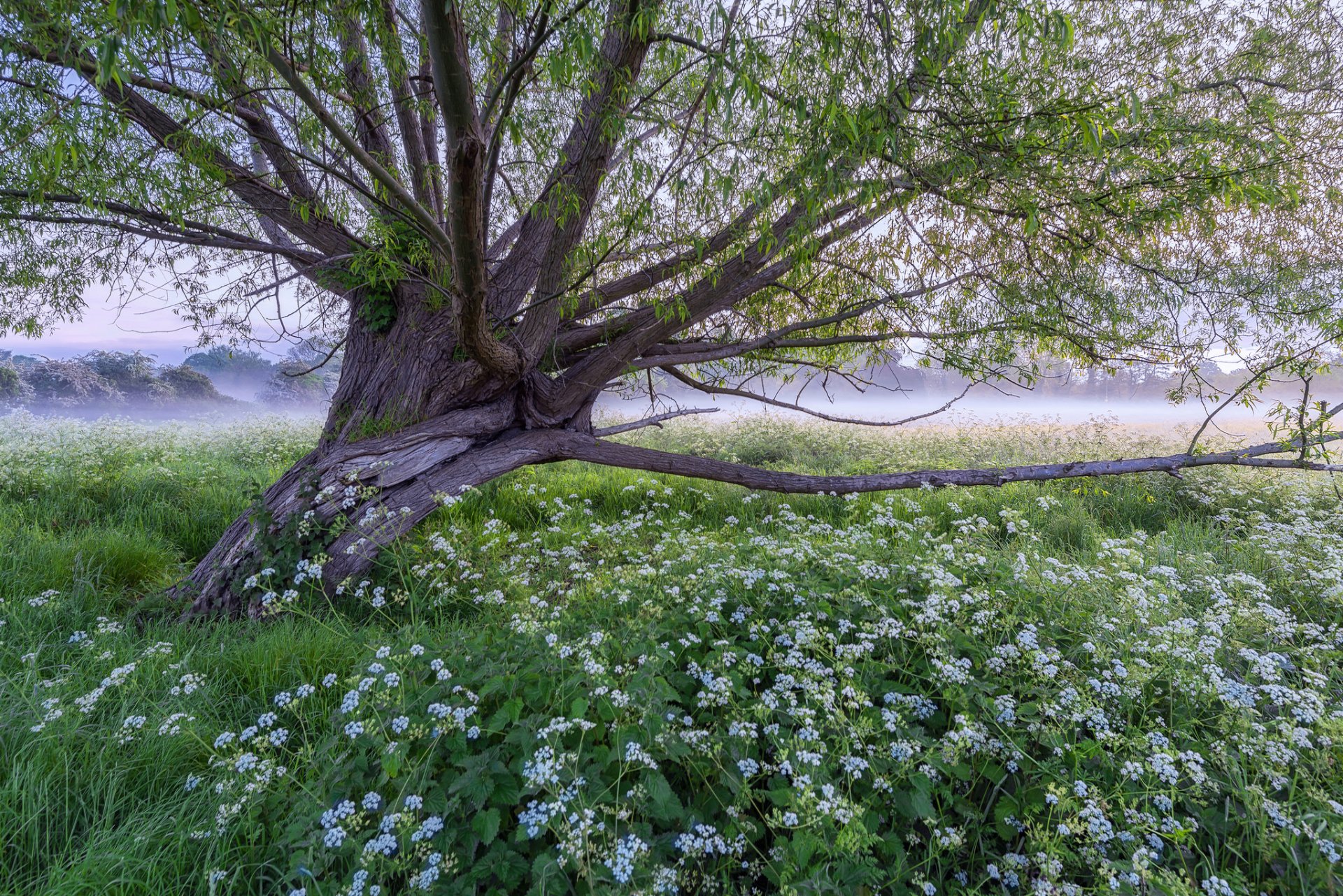 tree meadow fog grass flower