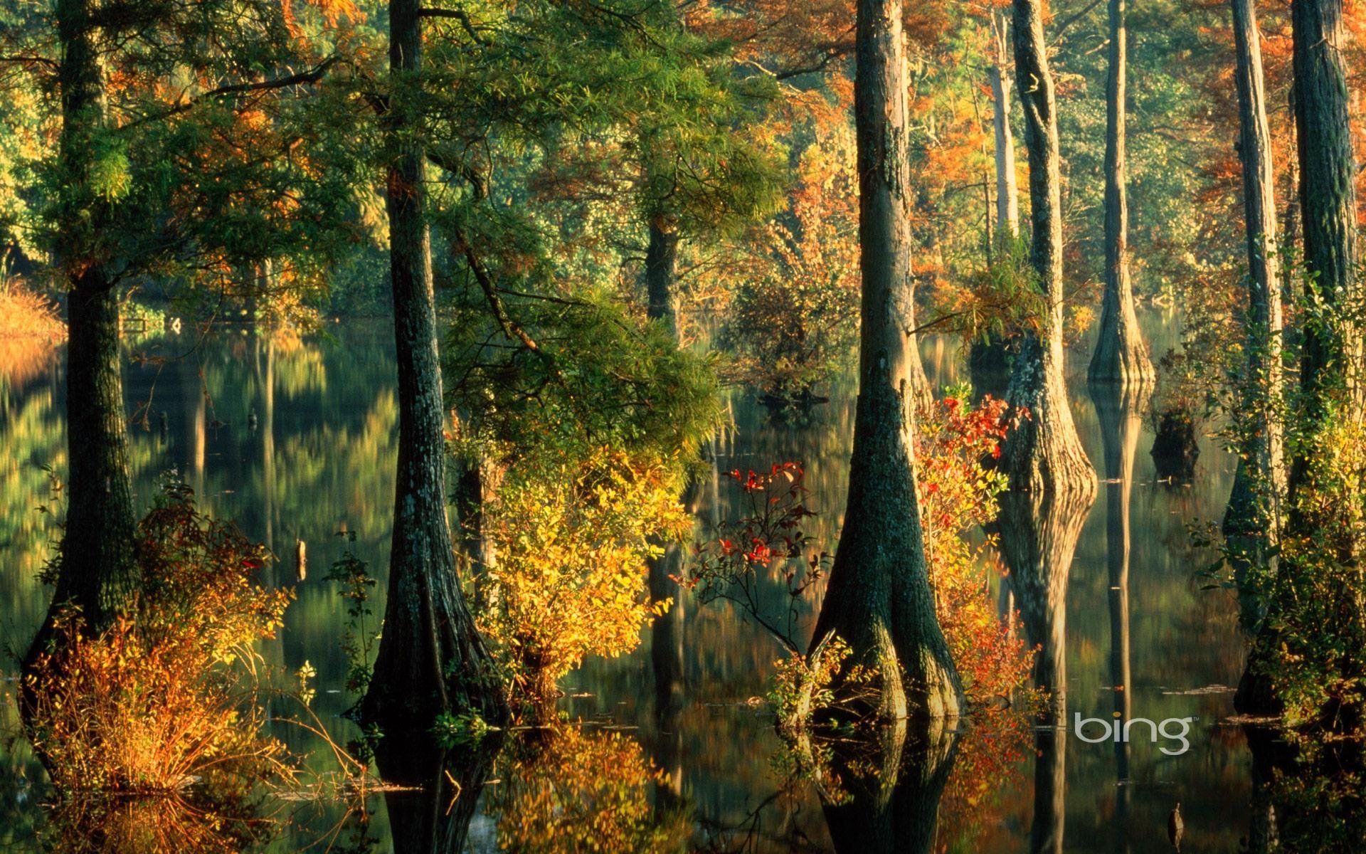 tree forest water spill leaves autumn