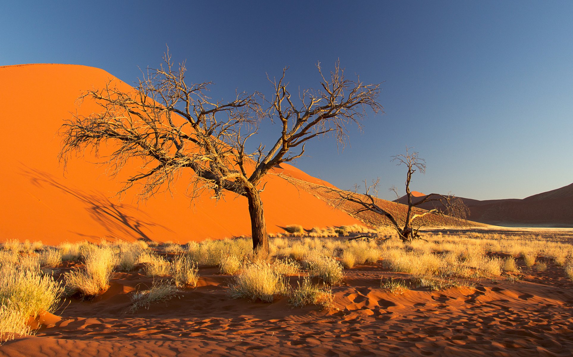 namibia africa namib desert sky dune sand tree bush