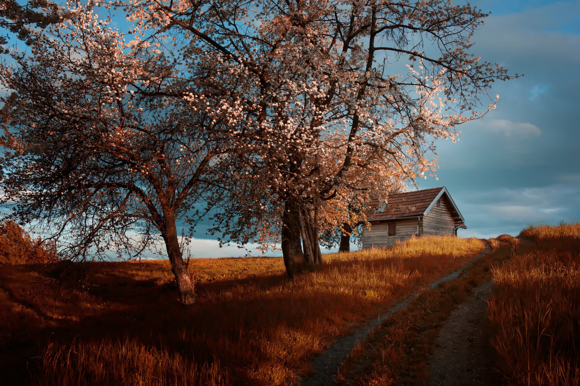 cottage house tree spring bloom road amir bajrich