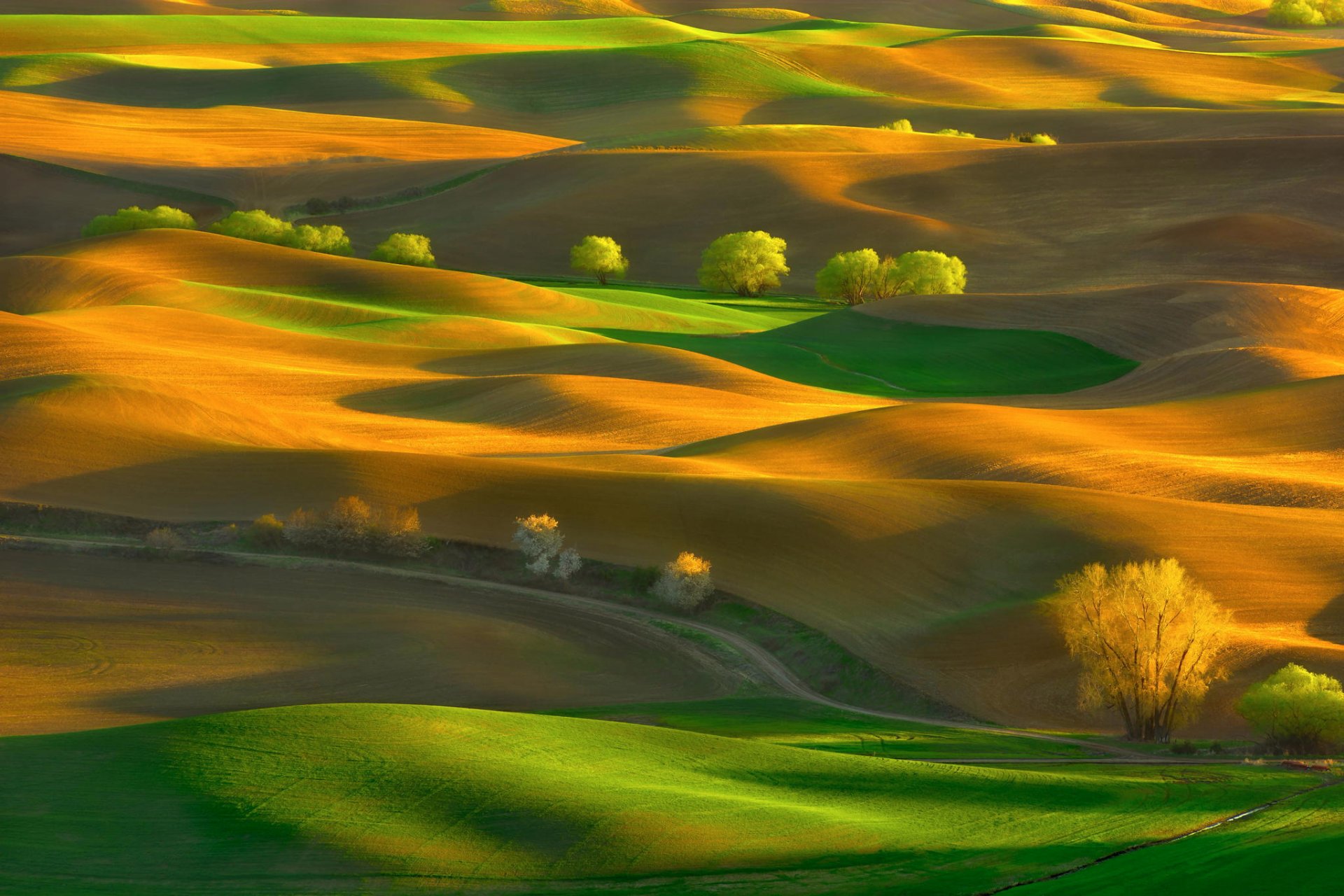 united states state washington steptoe butte state park spring may hills tree of the field rugs