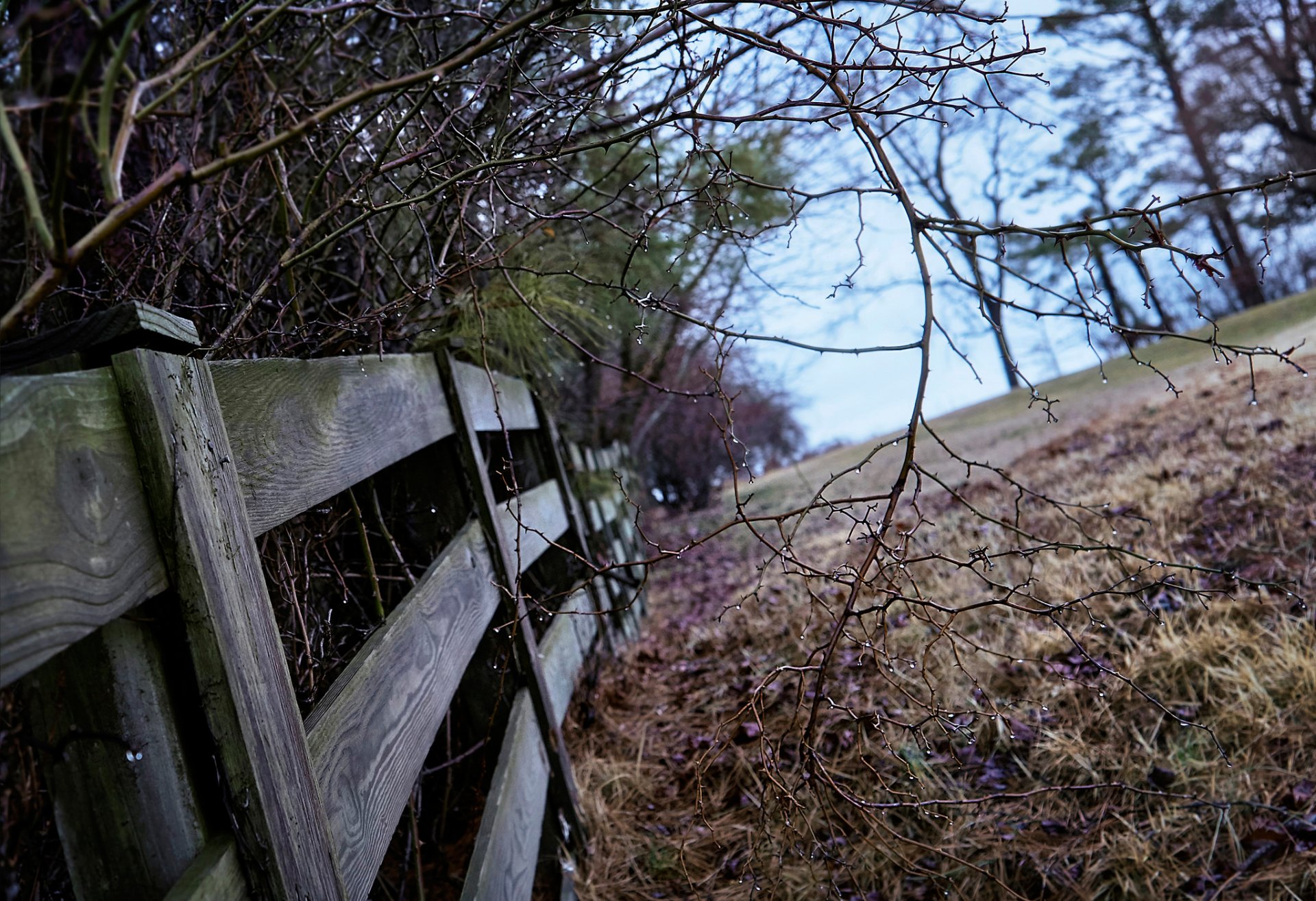 fence tree branches bokeh rainy morning
