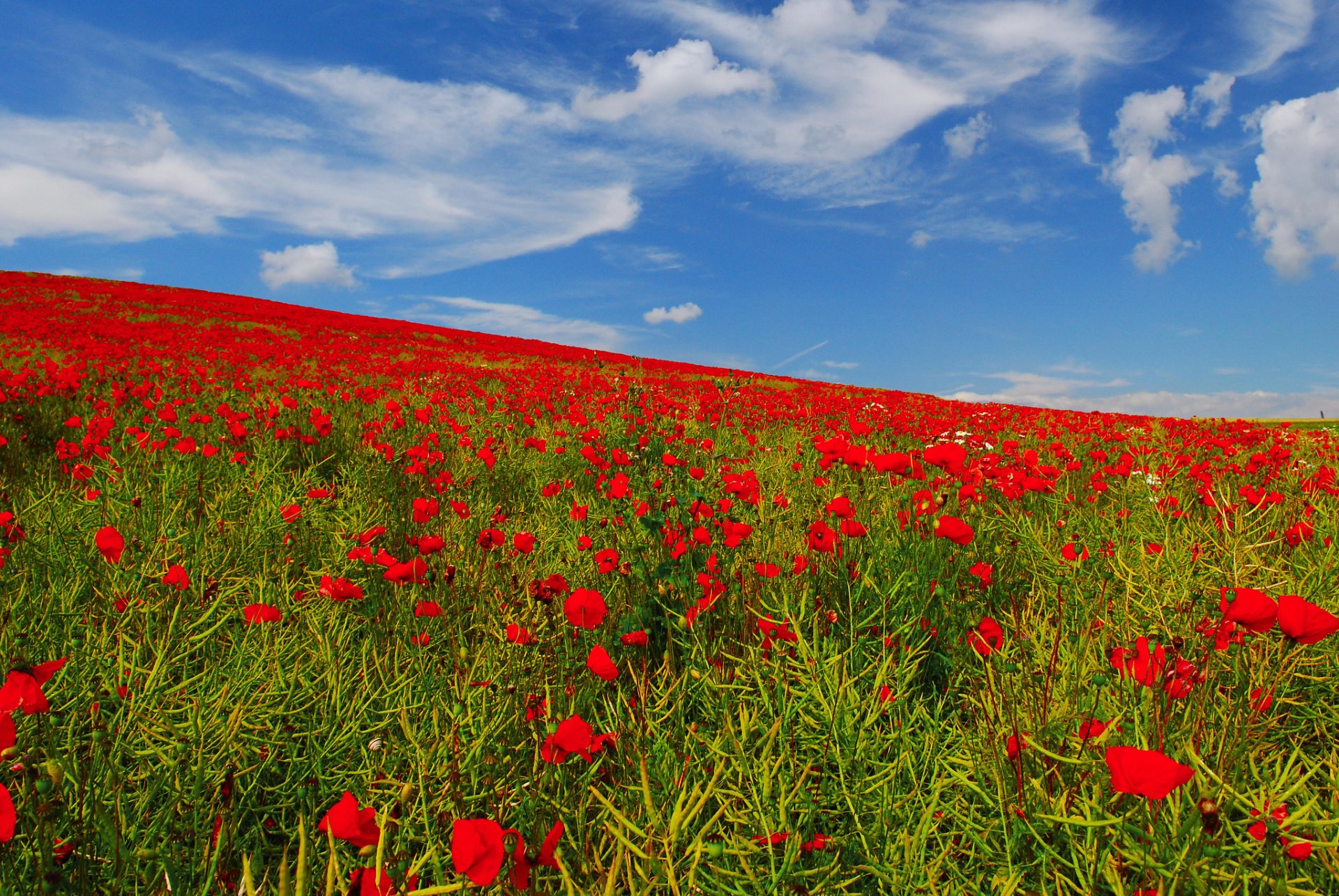 sky the field meadow poppies flower