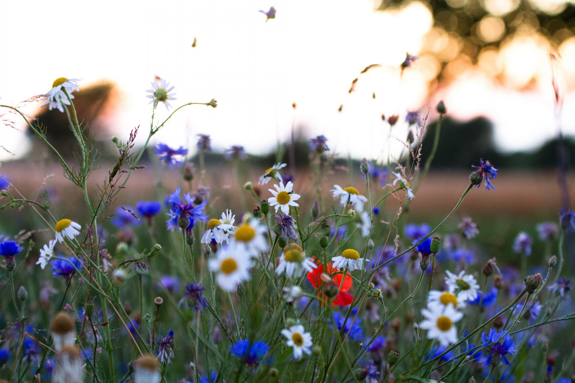 the field meadow sky grass flower daisy