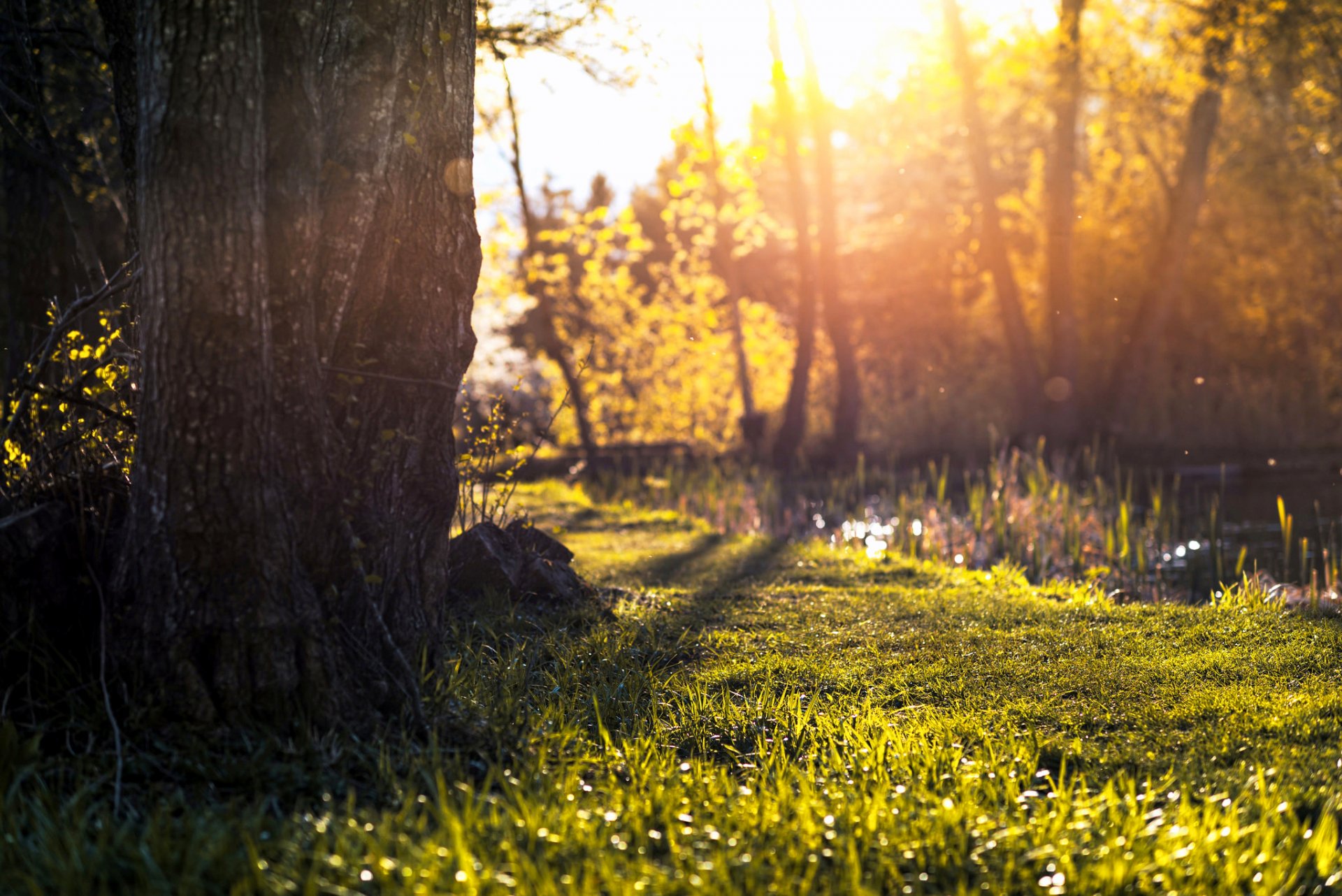 tree leaves grass sun light night nature green summer