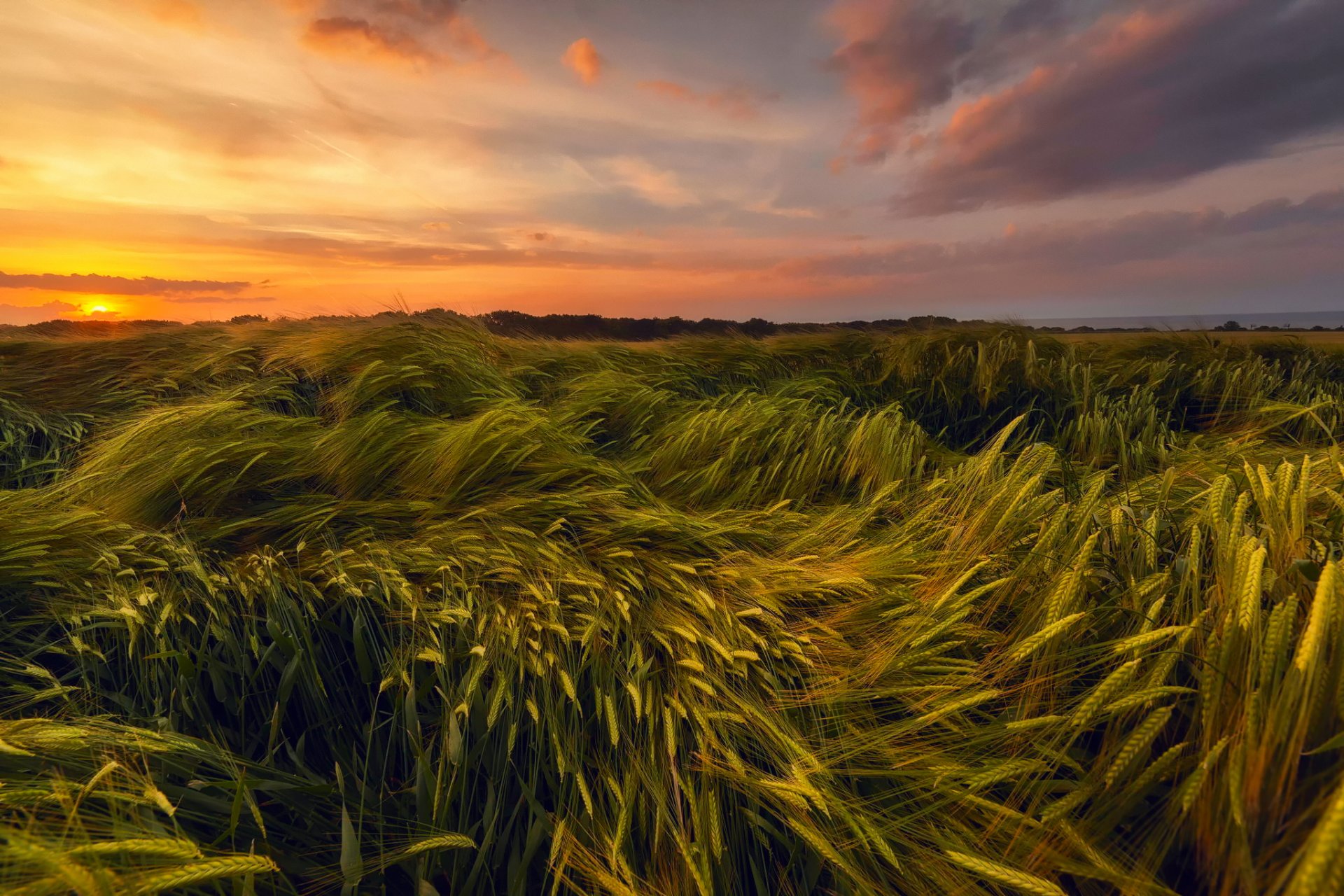 summer june night sunset sky sun the field wheat