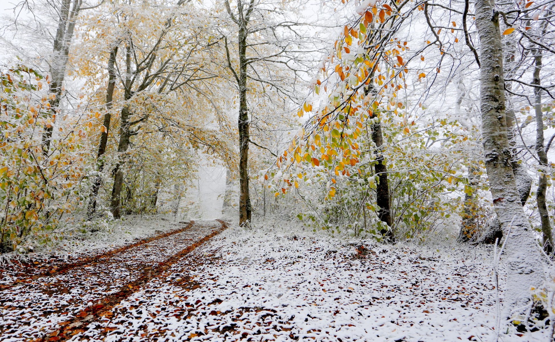 forest snow tree autumn