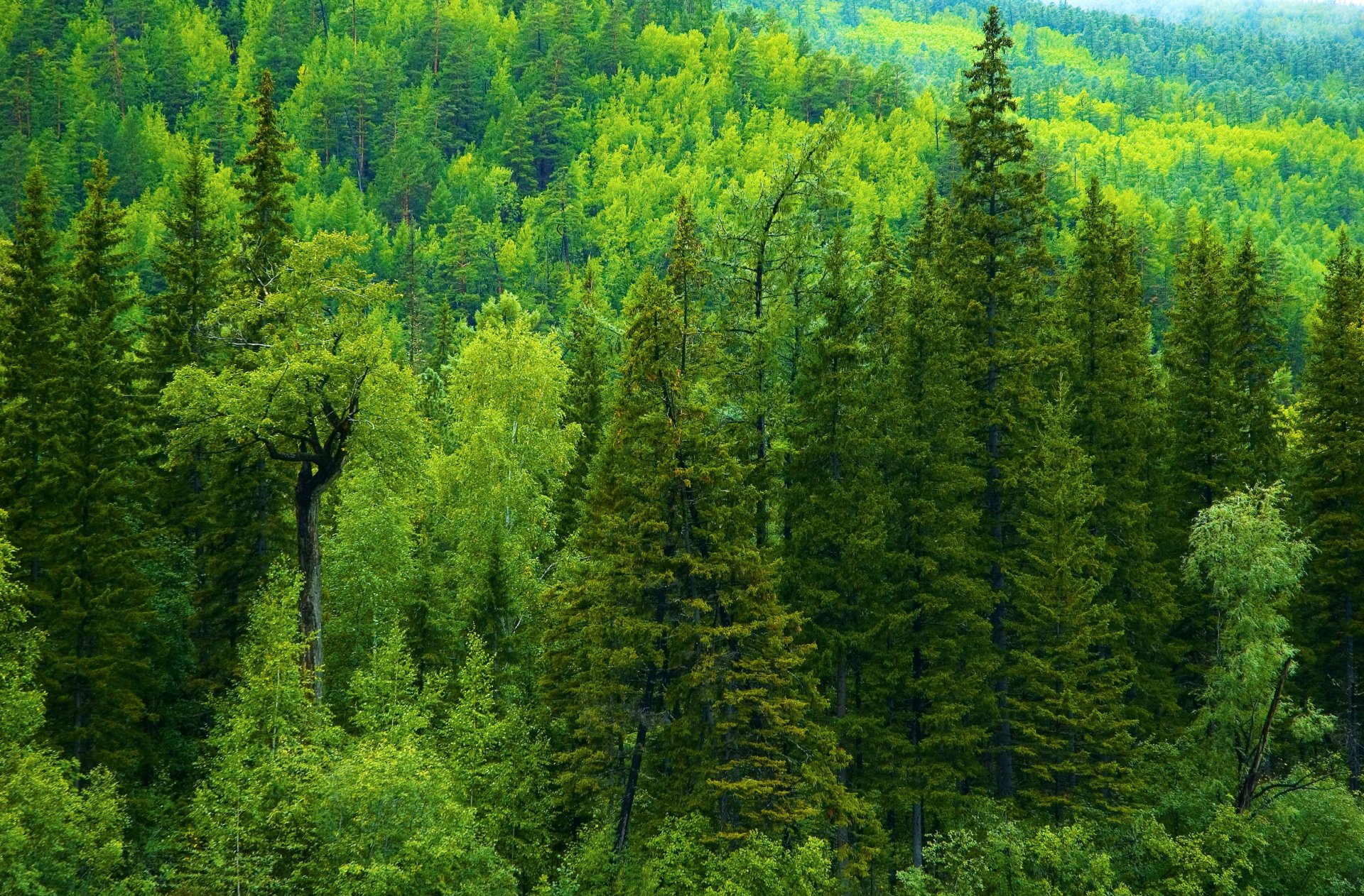 russia forest tree spruce taiga green