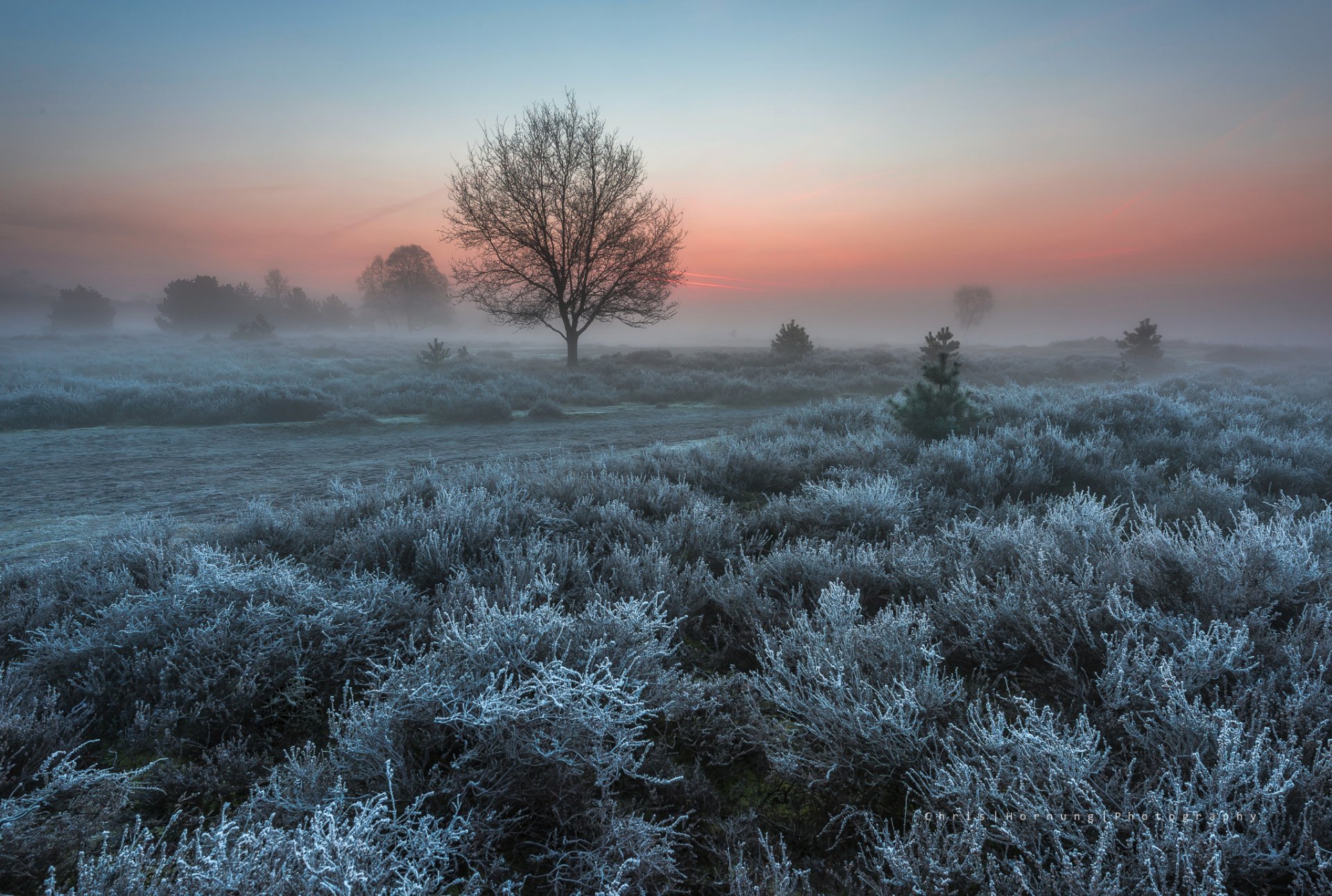 the netherlands nature spring mar morning bush tree frost
