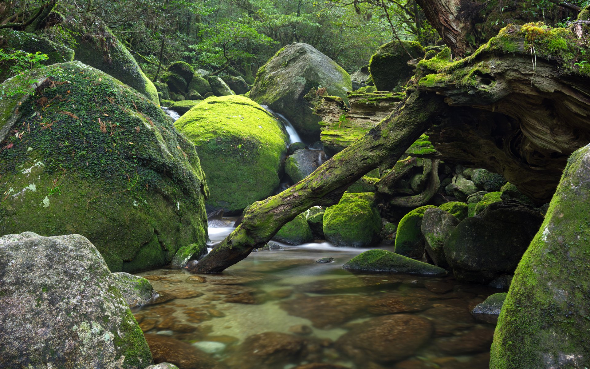 japan forest tree stones river feed