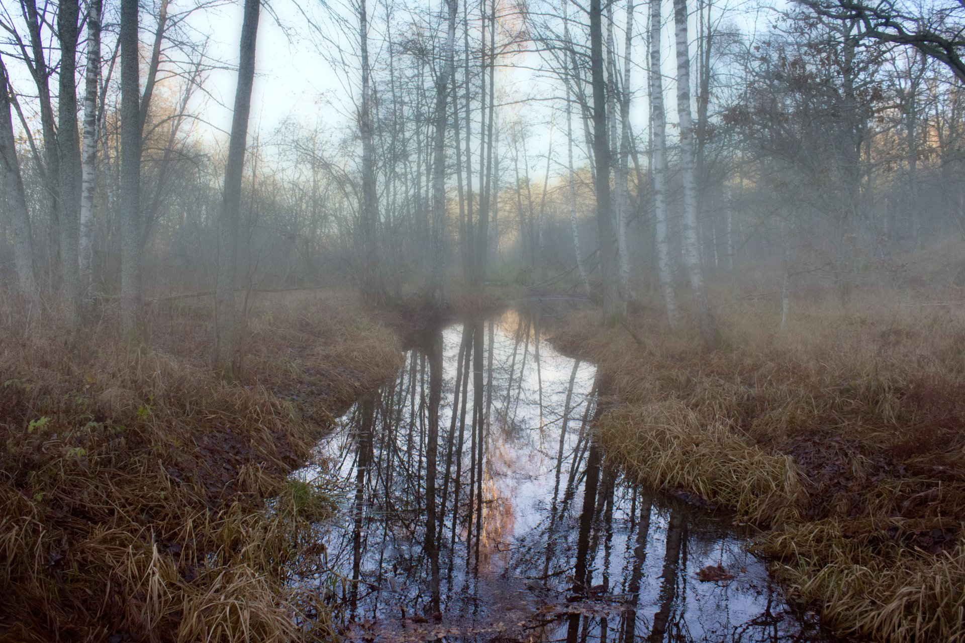 forest river morning fog