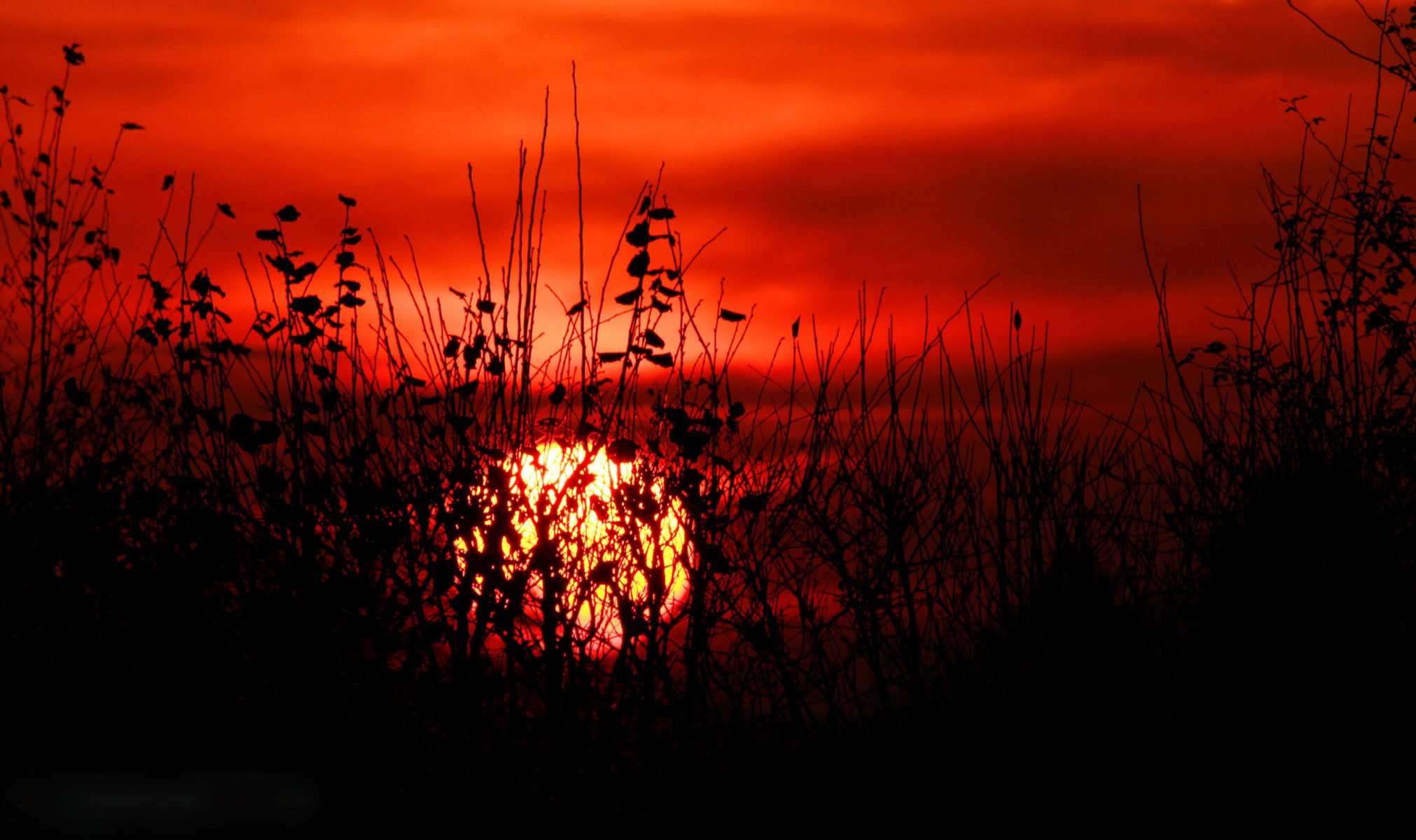 sky clouds sun sunset plant grass bush leaves silhouette