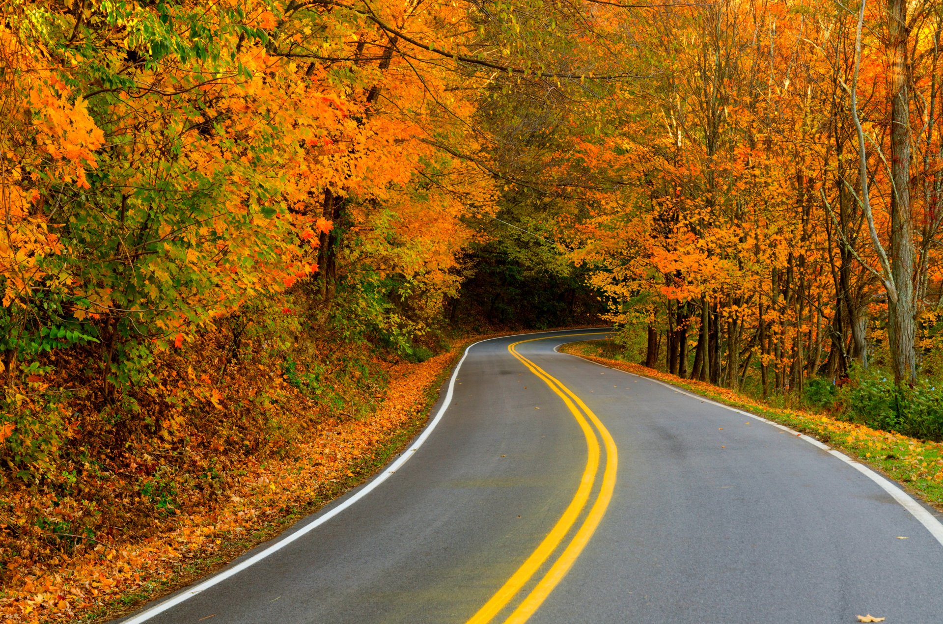 nature forest park trees leaves colorful road path autumn fall colors walk tree