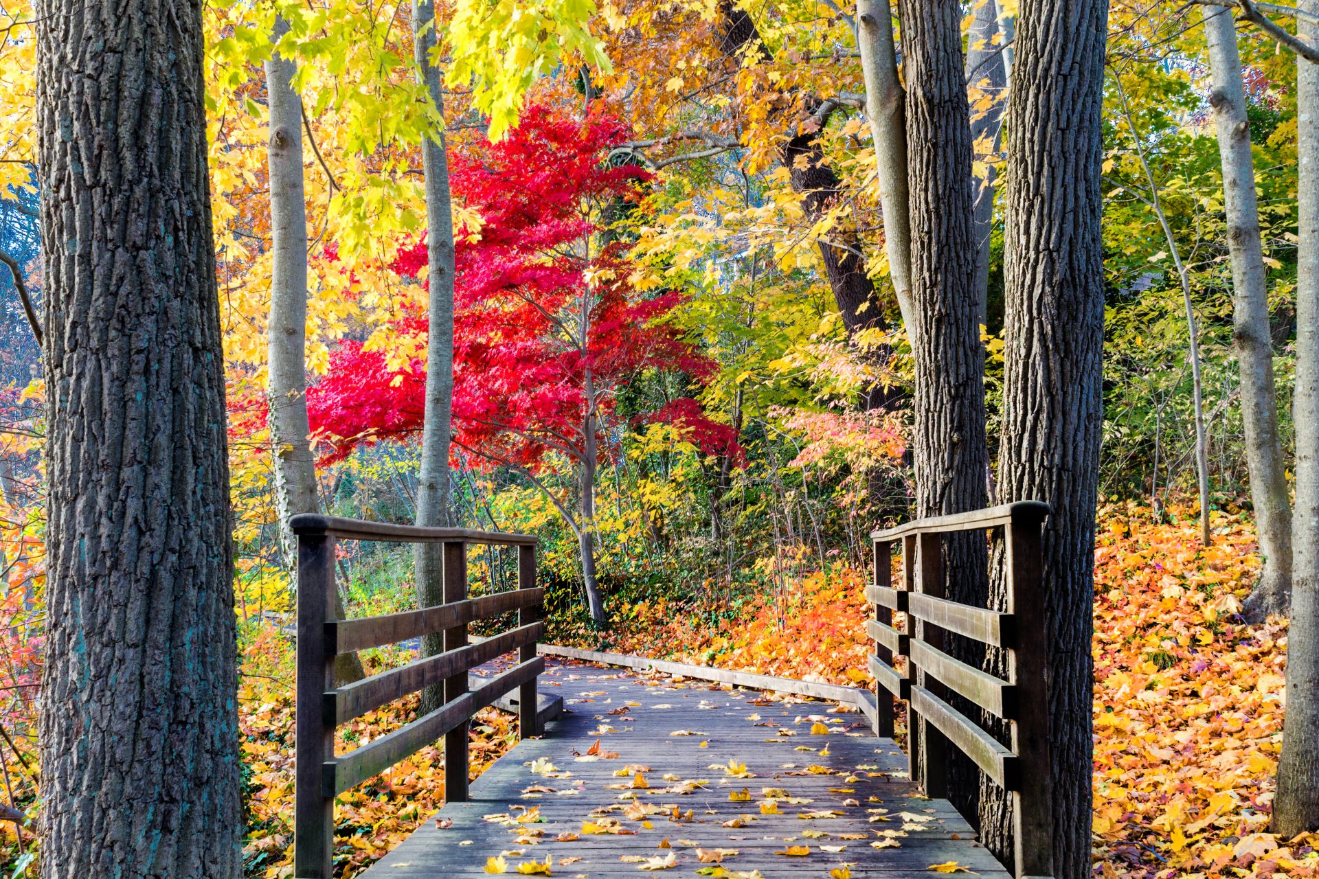 nature forest park trees leaves colorful road path autumn fall colors walk tree