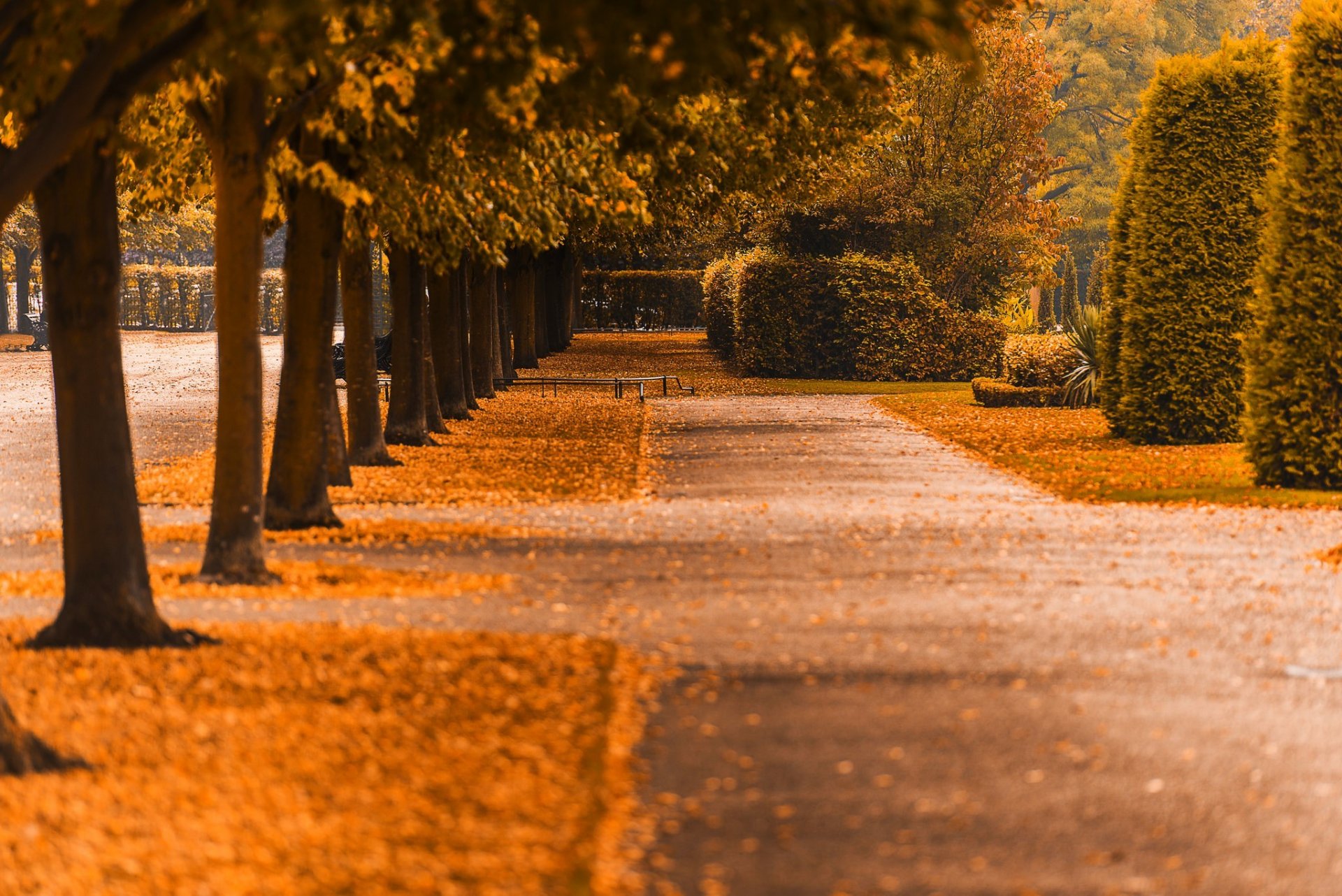 nature forest park trees leaves colorful road path autumn fall colors walk tree